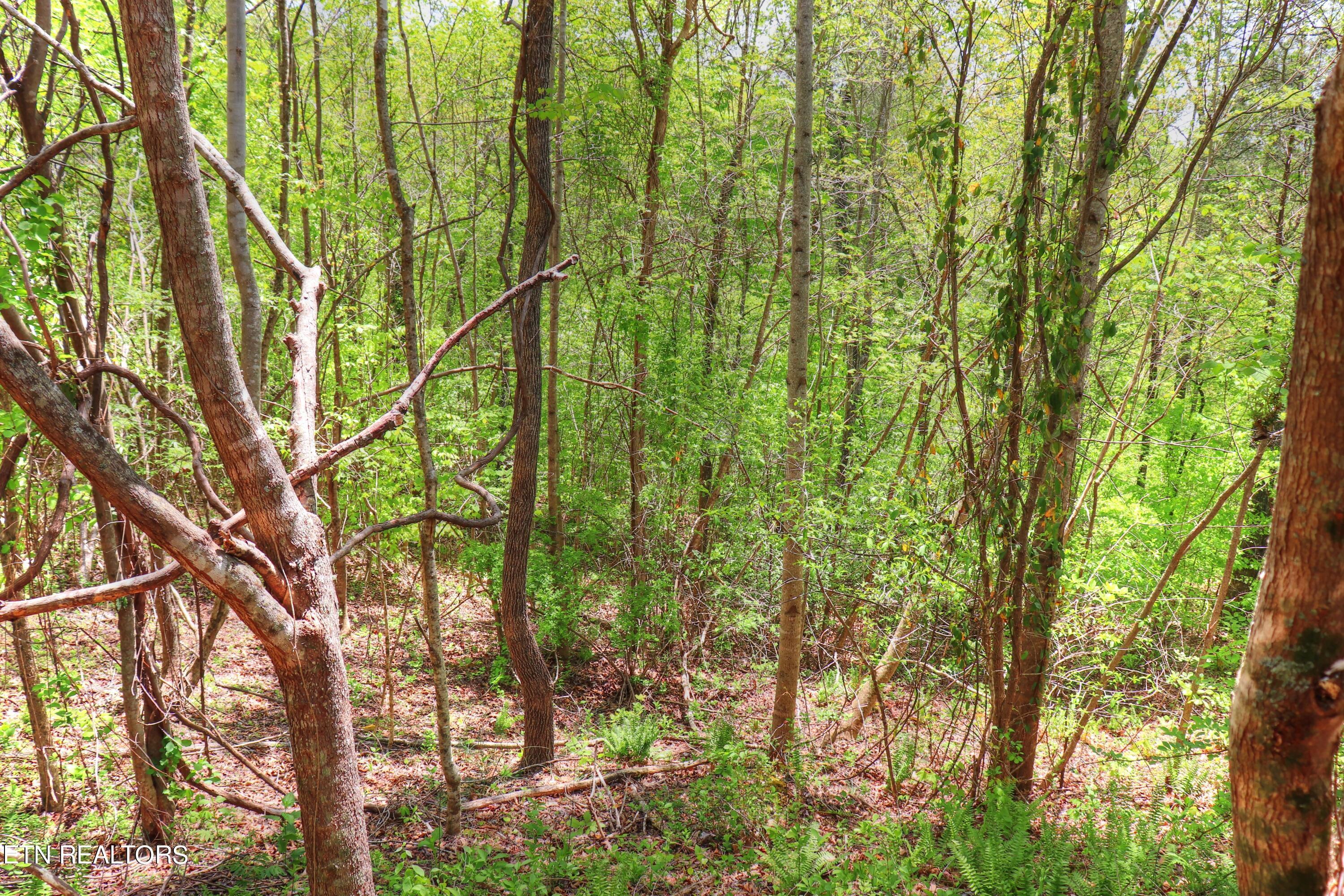 Lot 172 Saddleridge Drive, Speedwell, TN - Norris Lake Real Estate - Image# 11