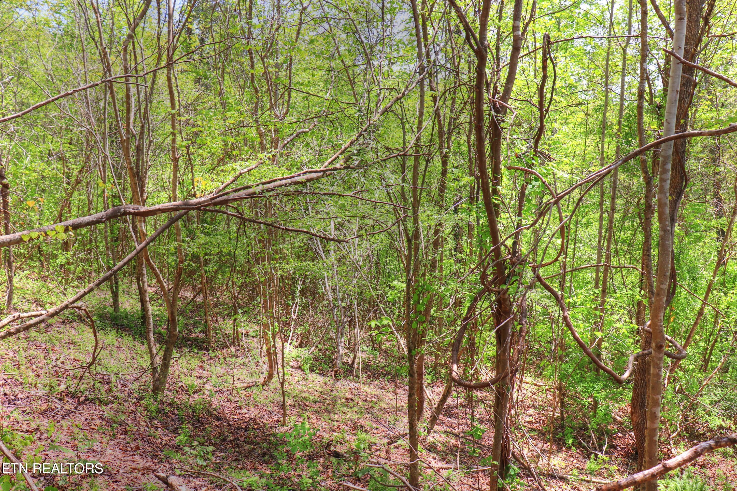 Lot 172 Saddleridge Drive, Speedwell, TN - Norris Lake Real Estate - Image# 12