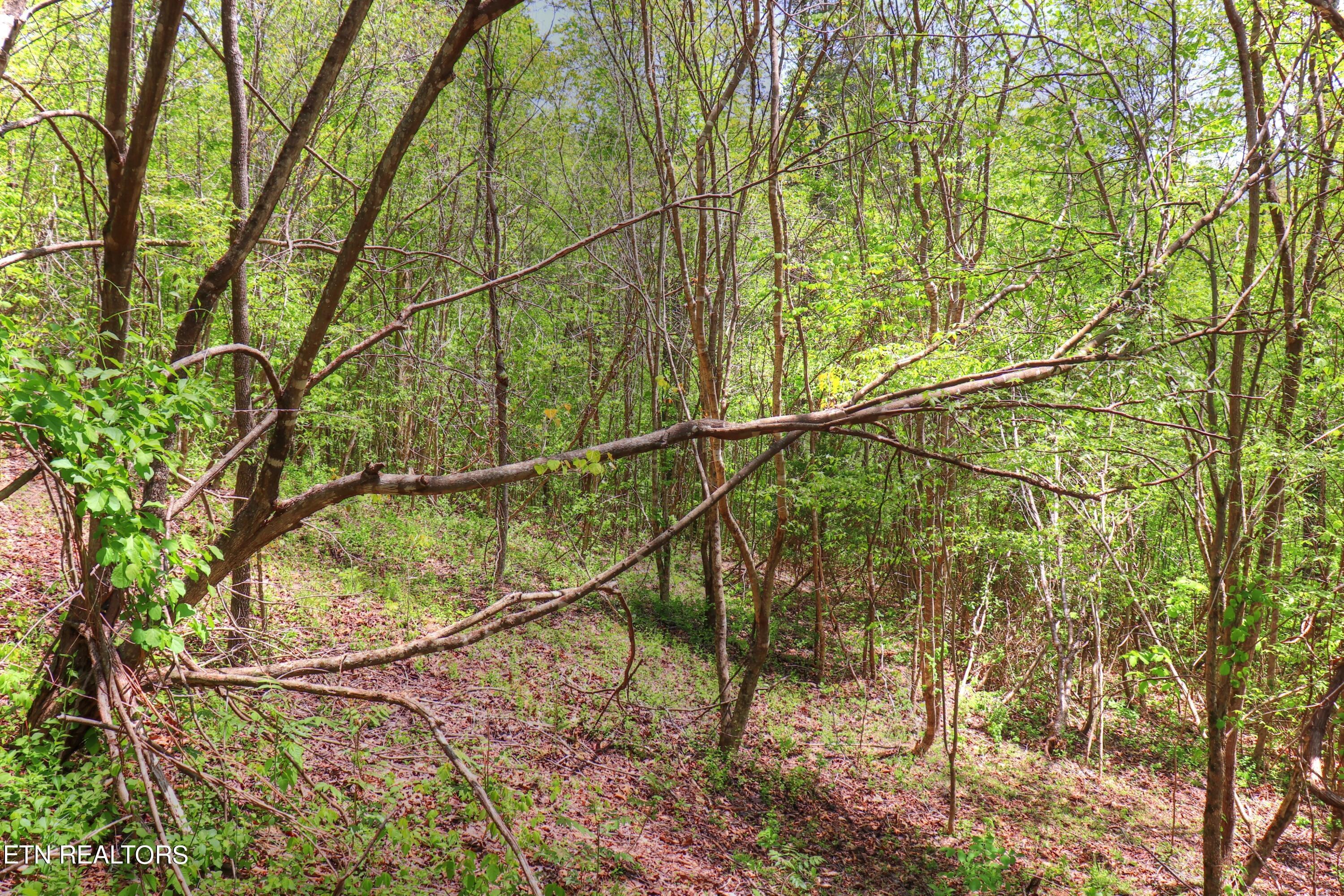 Lot 172 Saddleridge Drive, Speedwell, TN - Norris Lake Real Estate - Image# 13