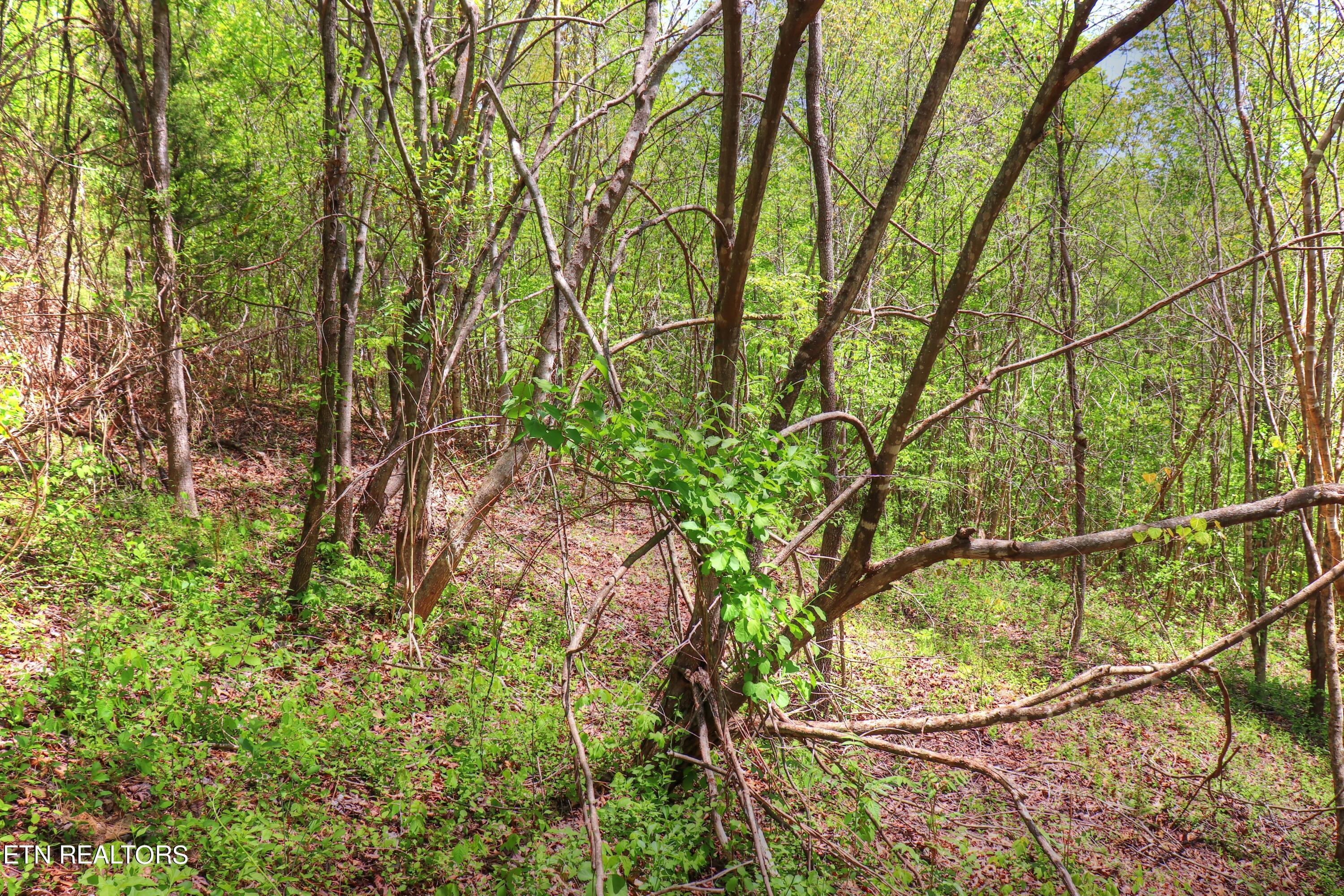 Lot 172 Saddleridge Drive, Speedwell, TN - Norris Lake Real Estate - Image# 14