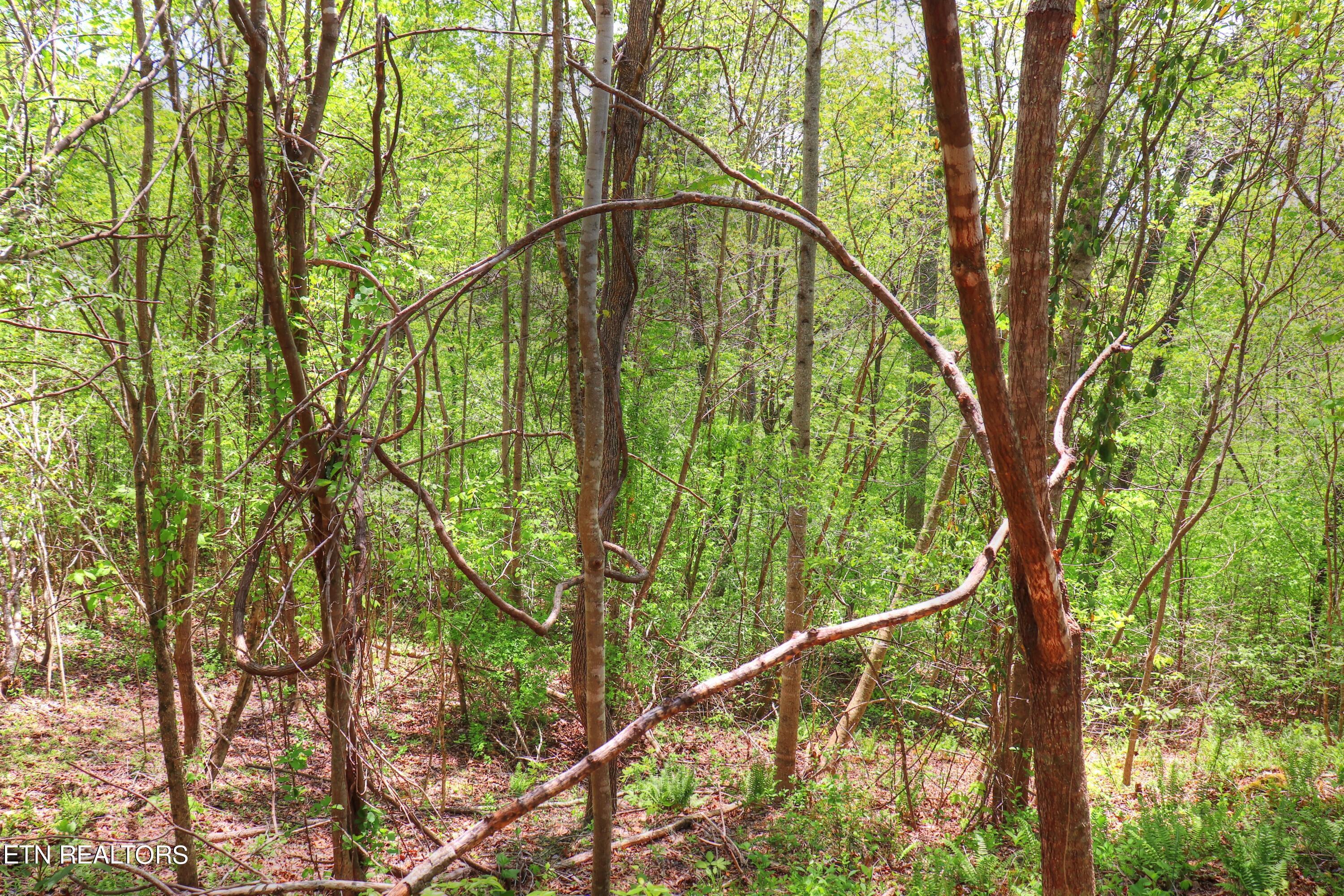 Norris Lake Real Estate - Image# 21