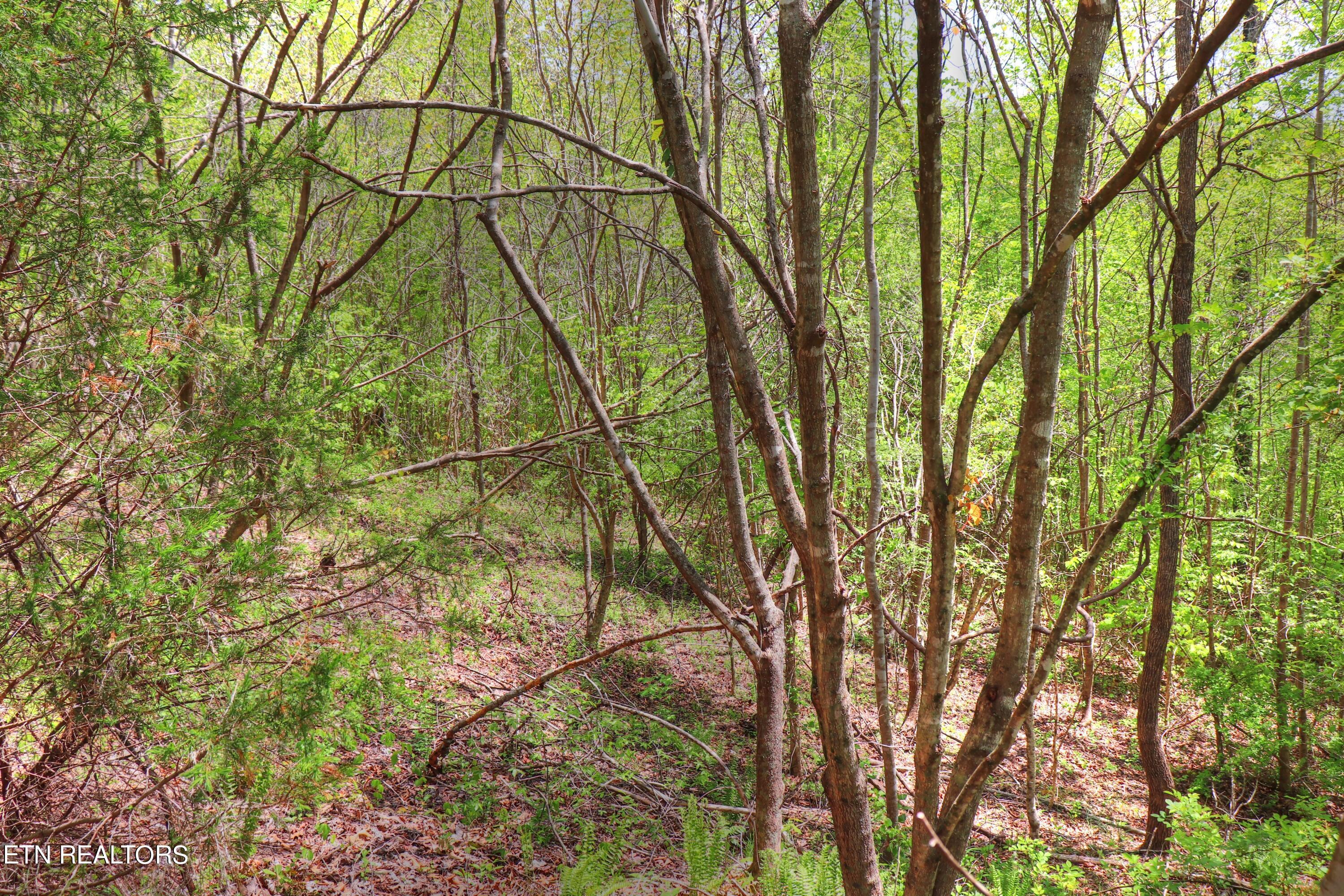 Norris Lake Real Estate - Image# 22