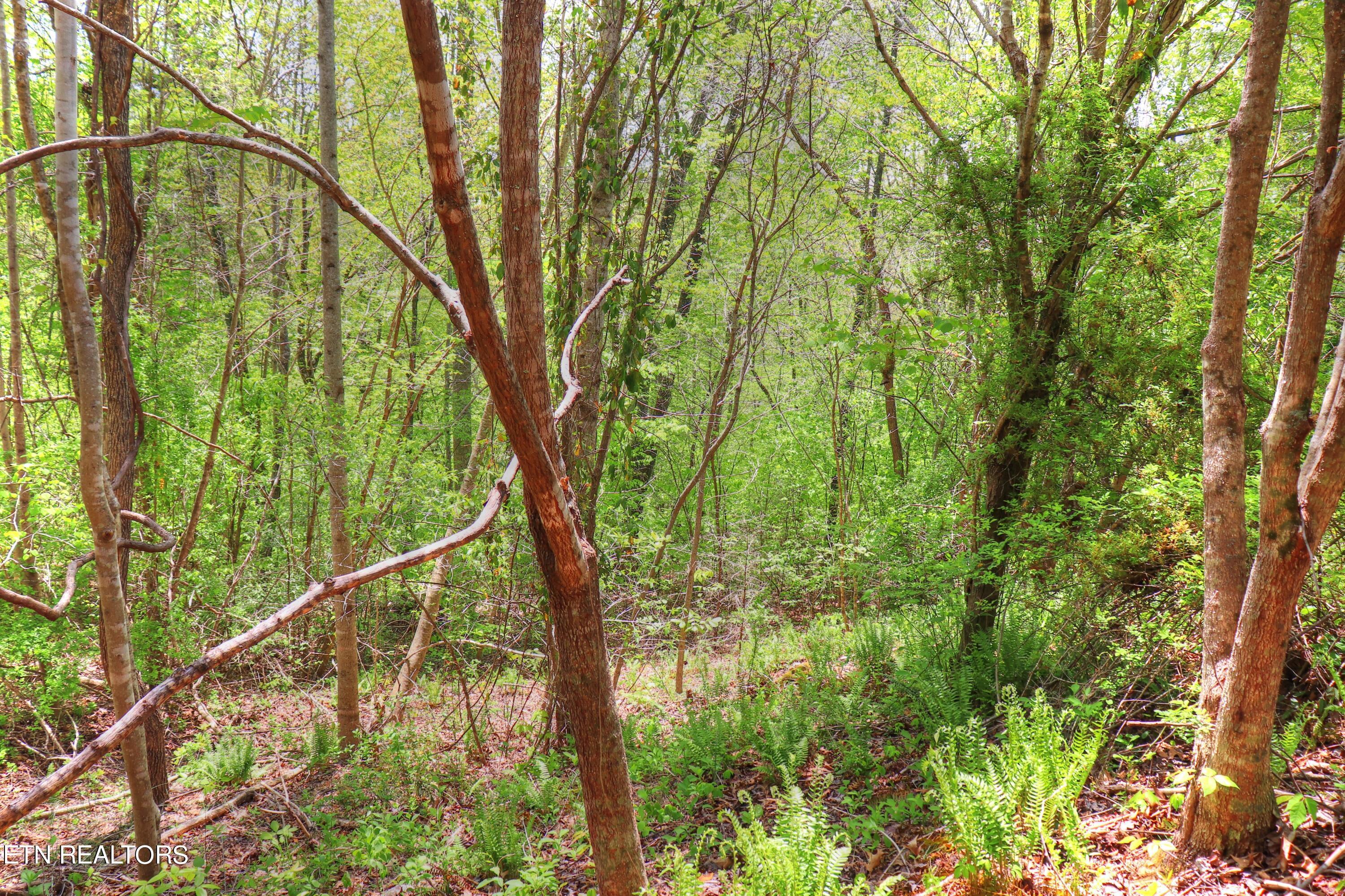 Norris Lake Real Estate - Image# 23