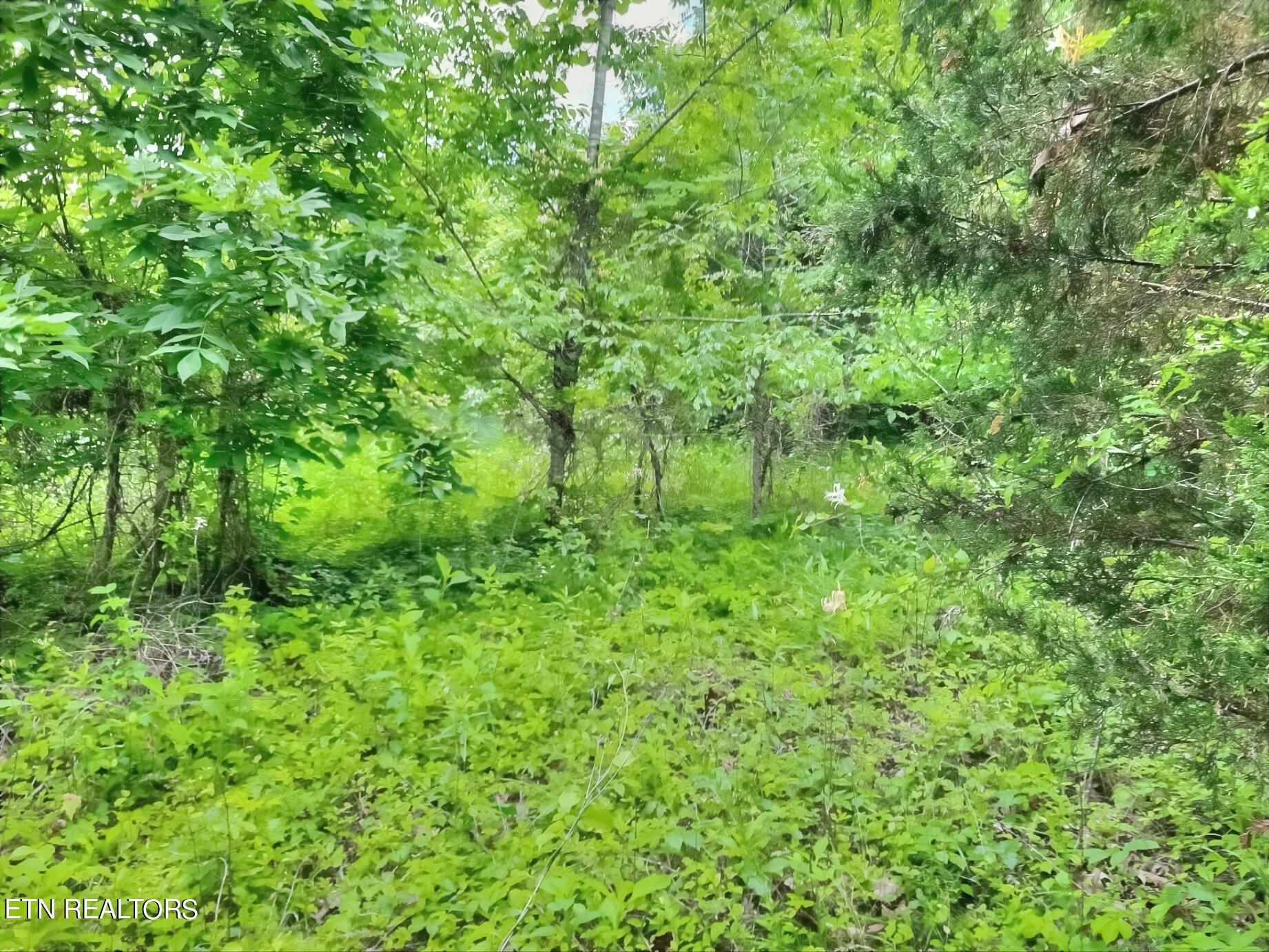 Norris Lake Real Estate - Image# 7