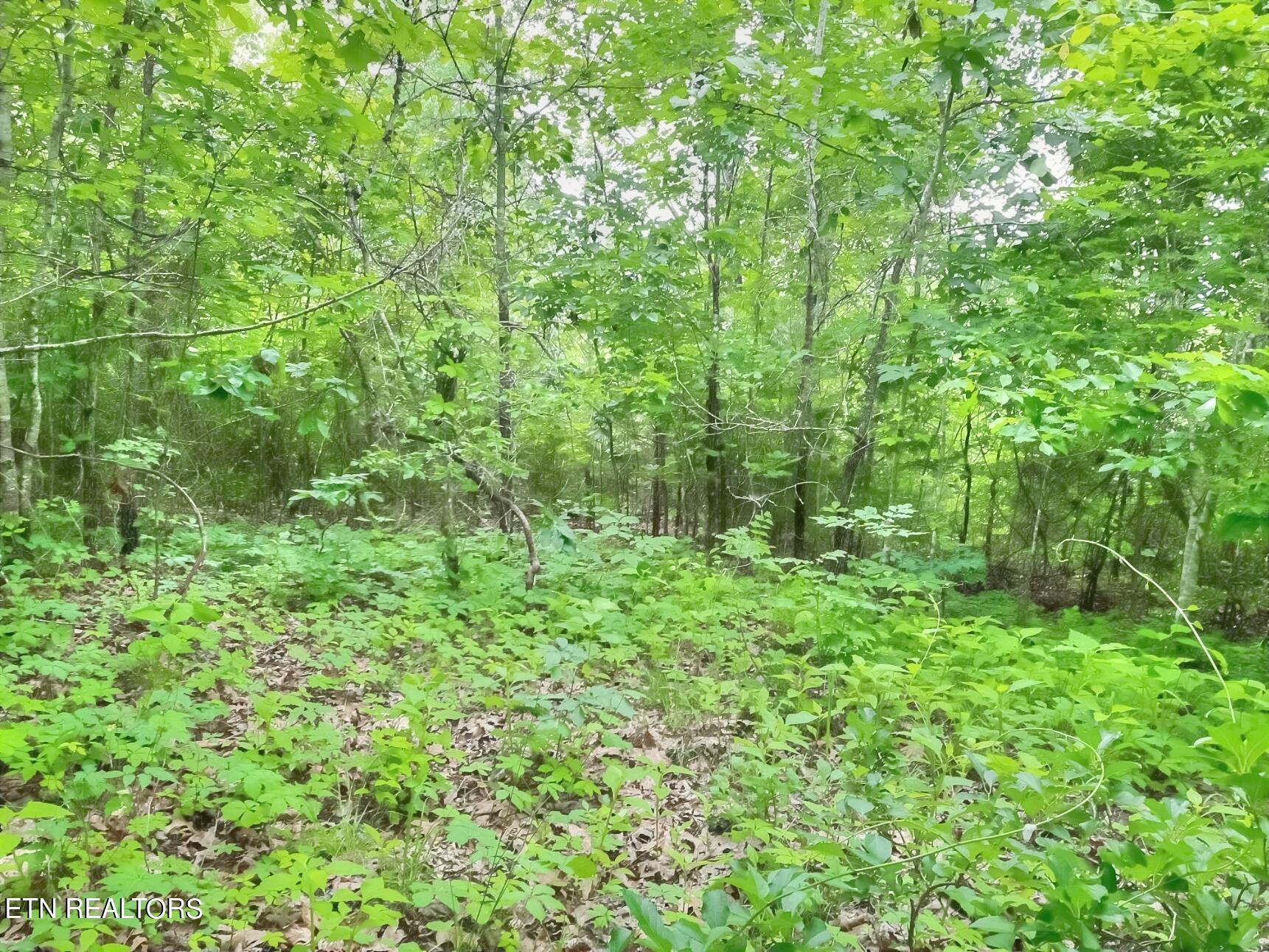 Norris Lake Real Estate - Image# 8