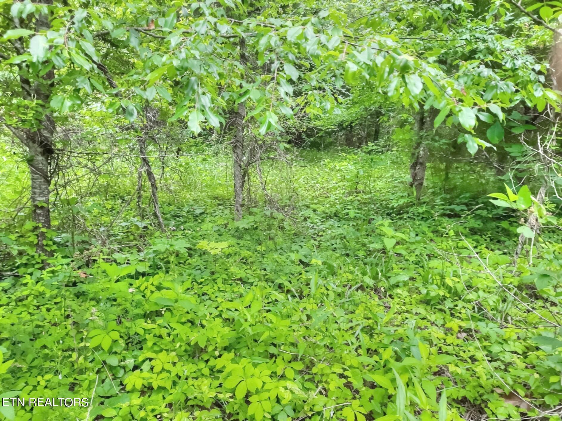 Norris Lake Real Estate - Image# 9