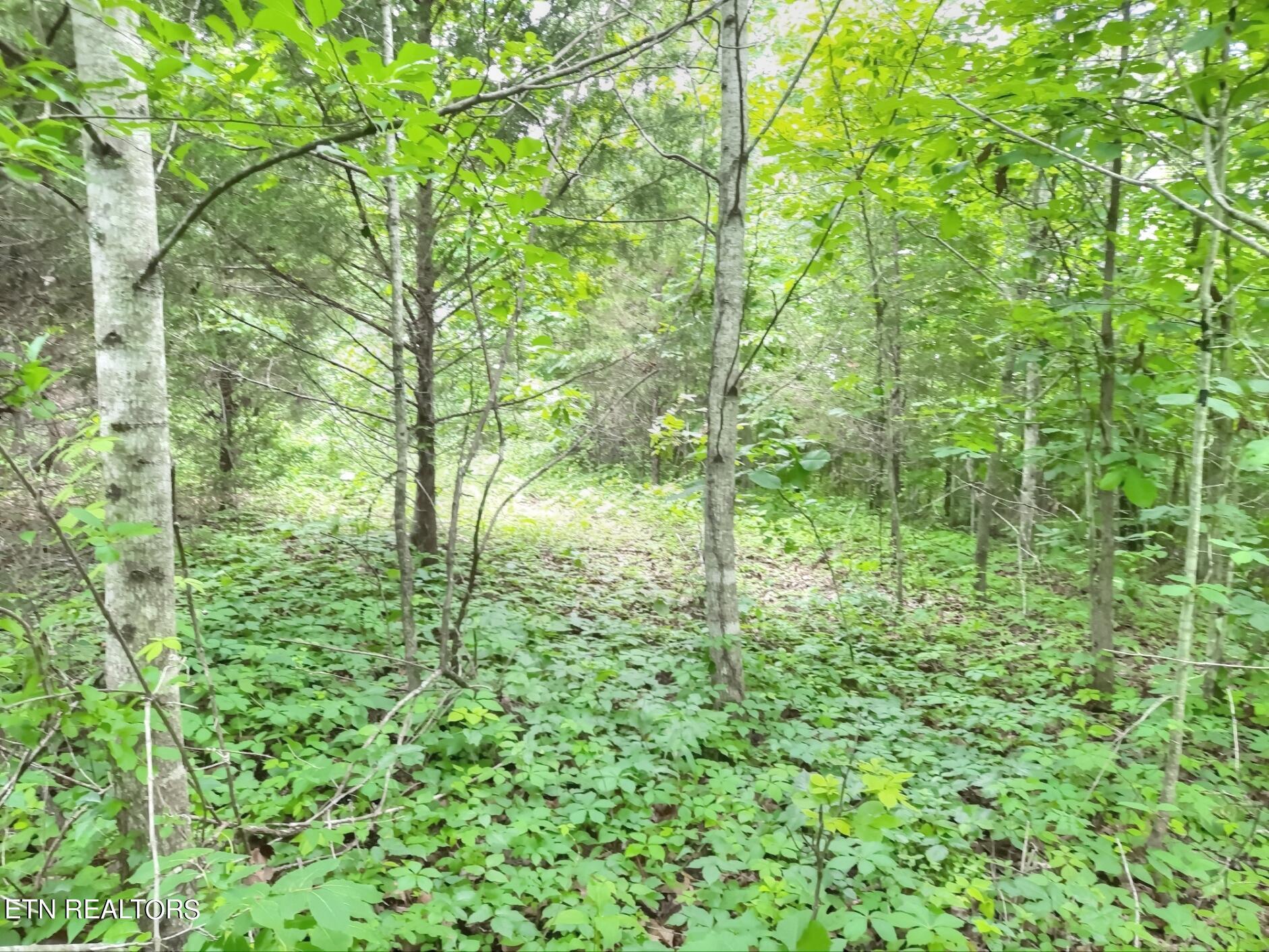 Norris Lake Real Estate - Image# 13