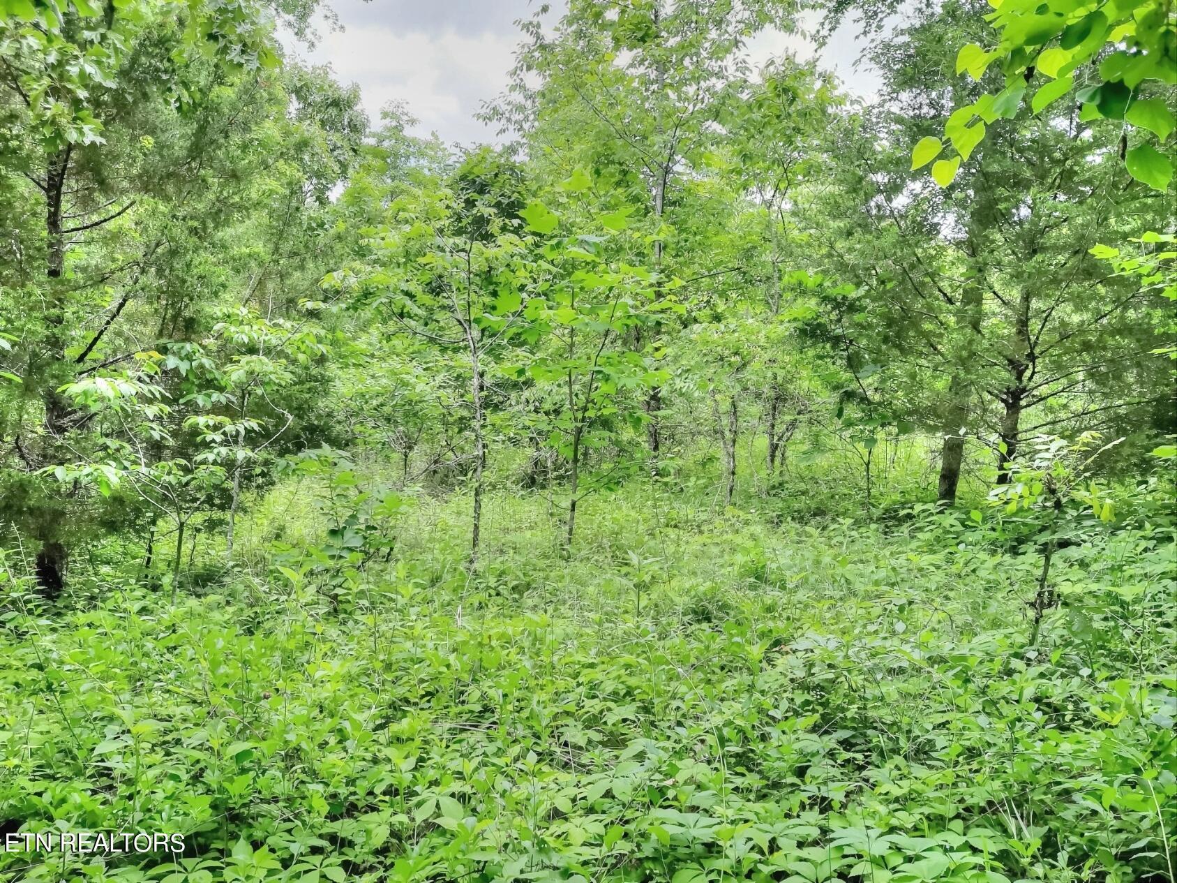 Norris Lake Real Estate - Image# 14