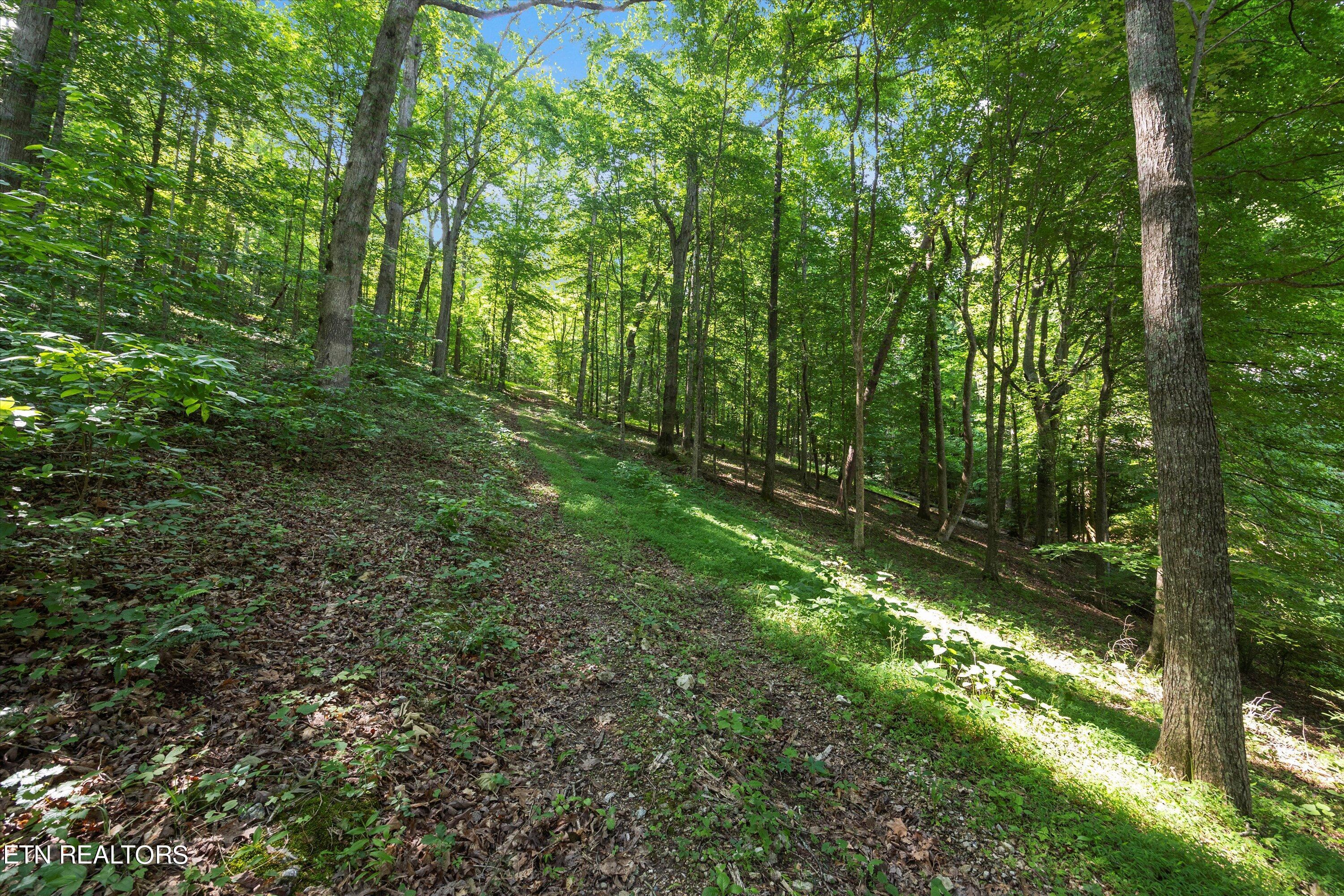 Norris Lake Real Estate - Image# 9