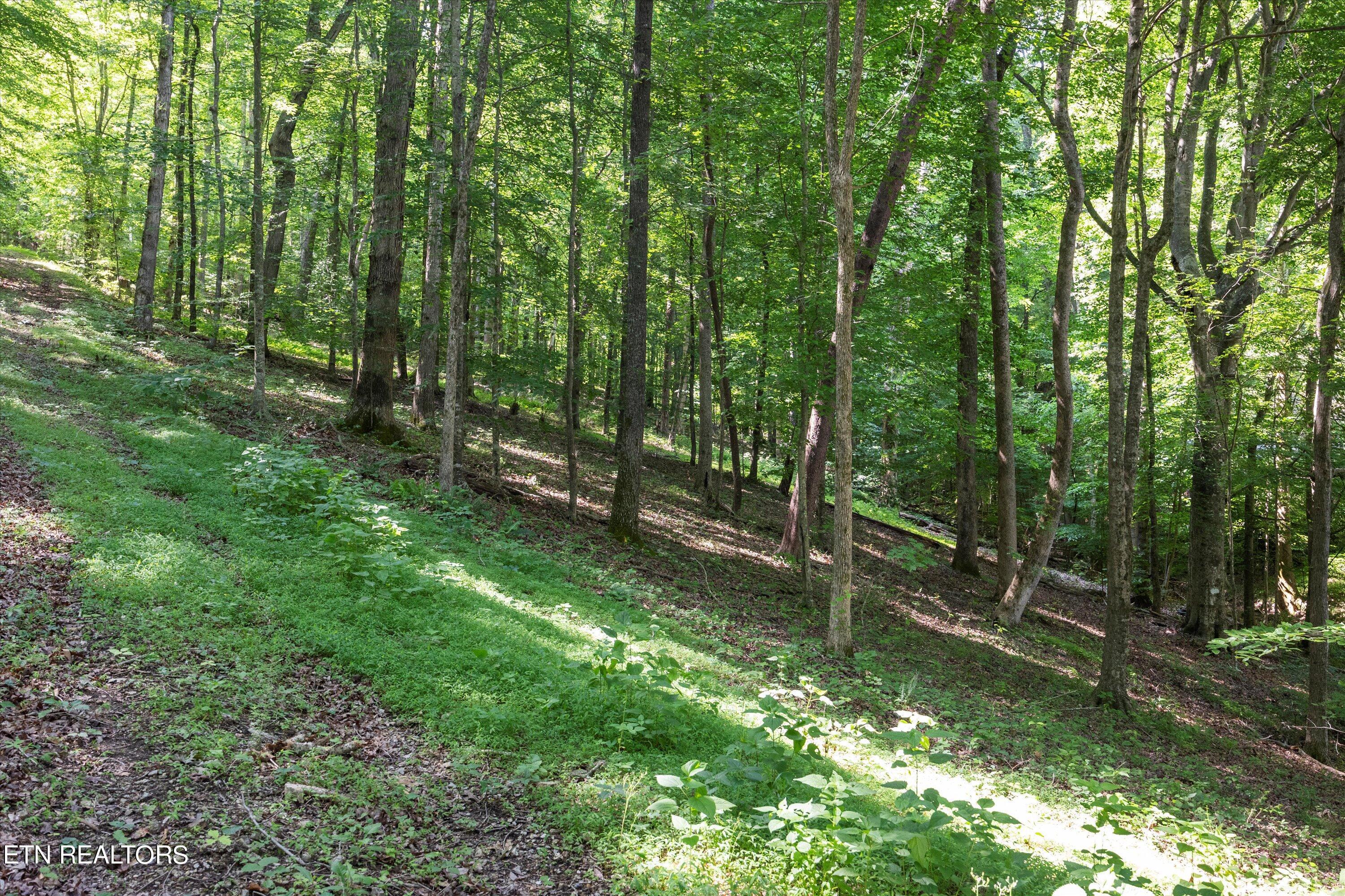 Norris Lake Real Estate - Image# 10