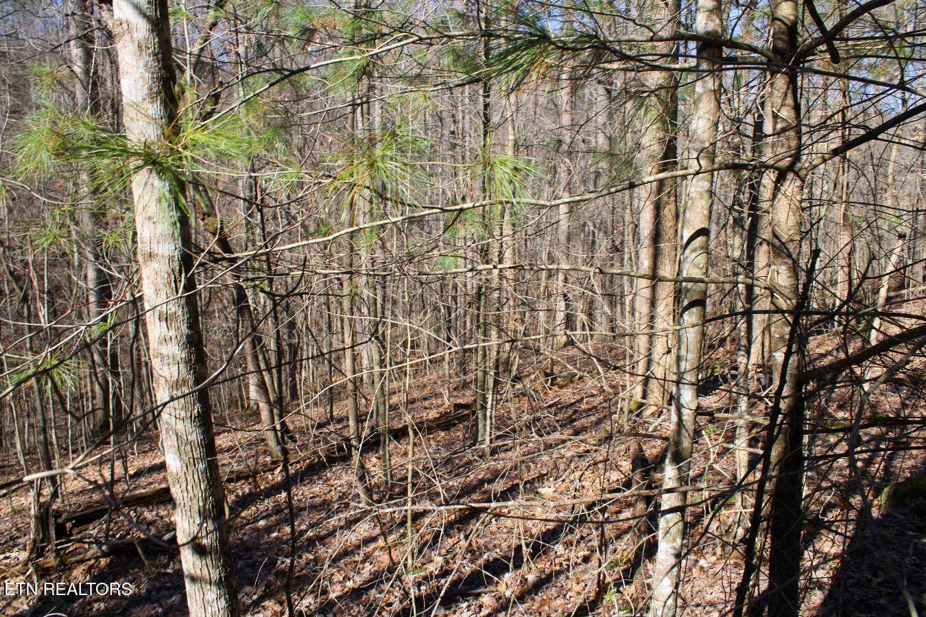 Lot 61 Hiwassee View Drive, Jacksboro, TN - Norris Lake Real Estate - Image# 10