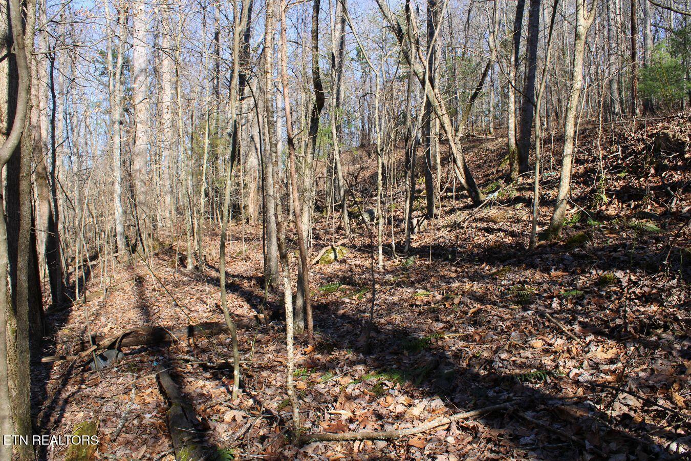 Lot 61 Hiwassee View Drive, Jacksboro, TN - Norris Lake Real Estate - Image# 14