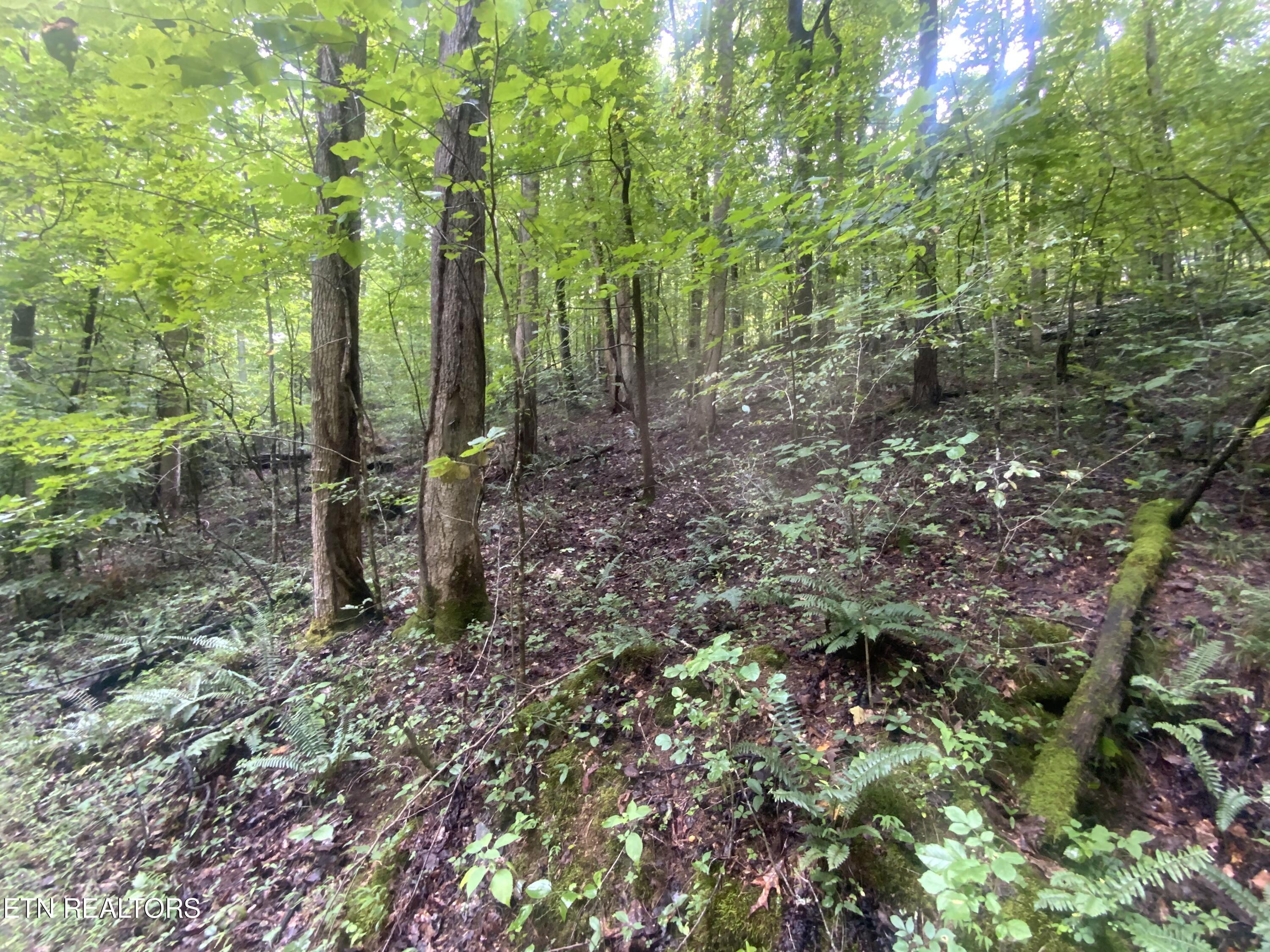 Lot 63 Hiwassee View Drive, Jacksboro, TN - Norris Lake Real Estate - Image# 1