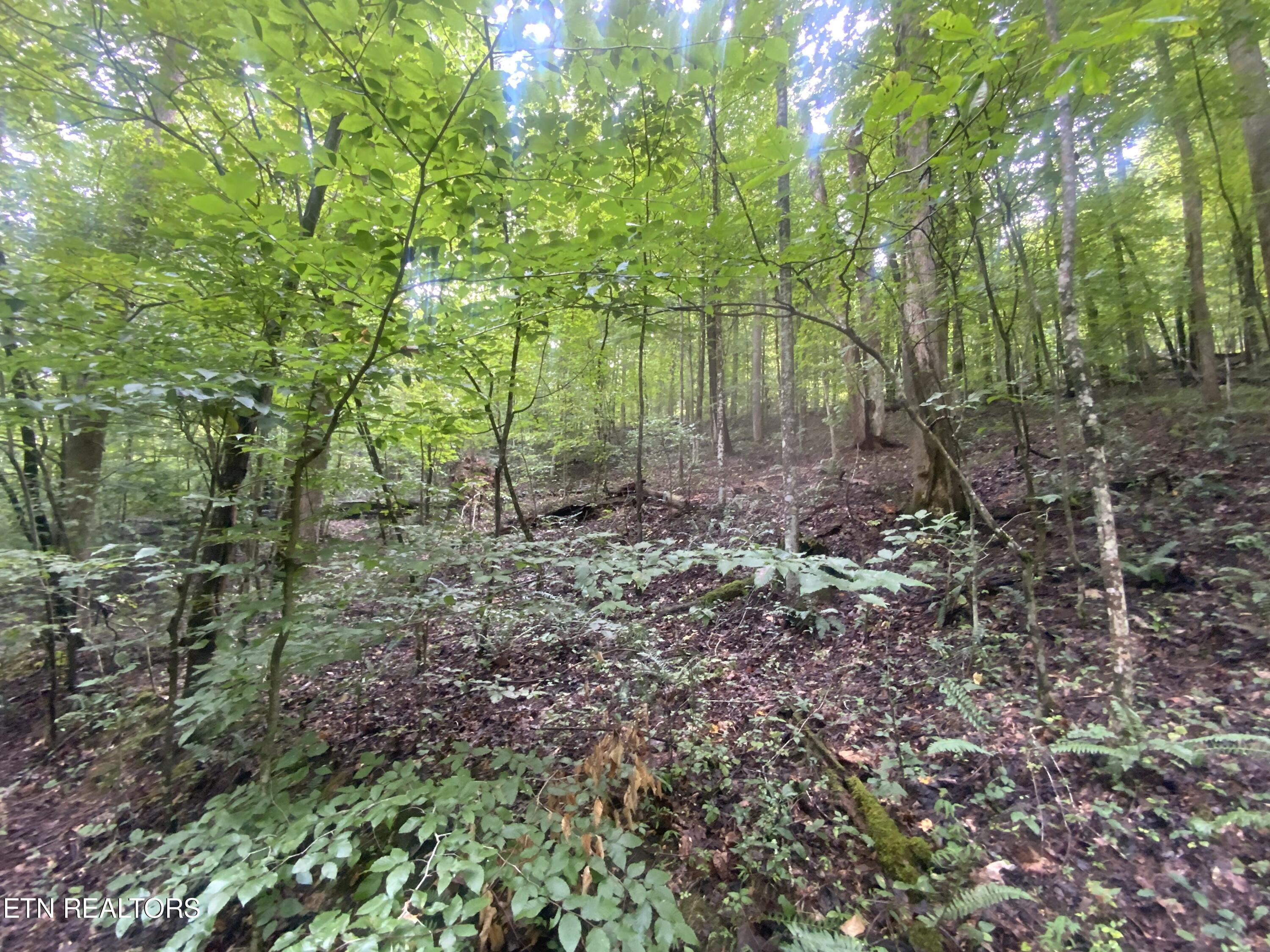 Lot 63 Hiwassee View Drive, Jacksboro, TN - Norris Lake Real Estate - Image# 2