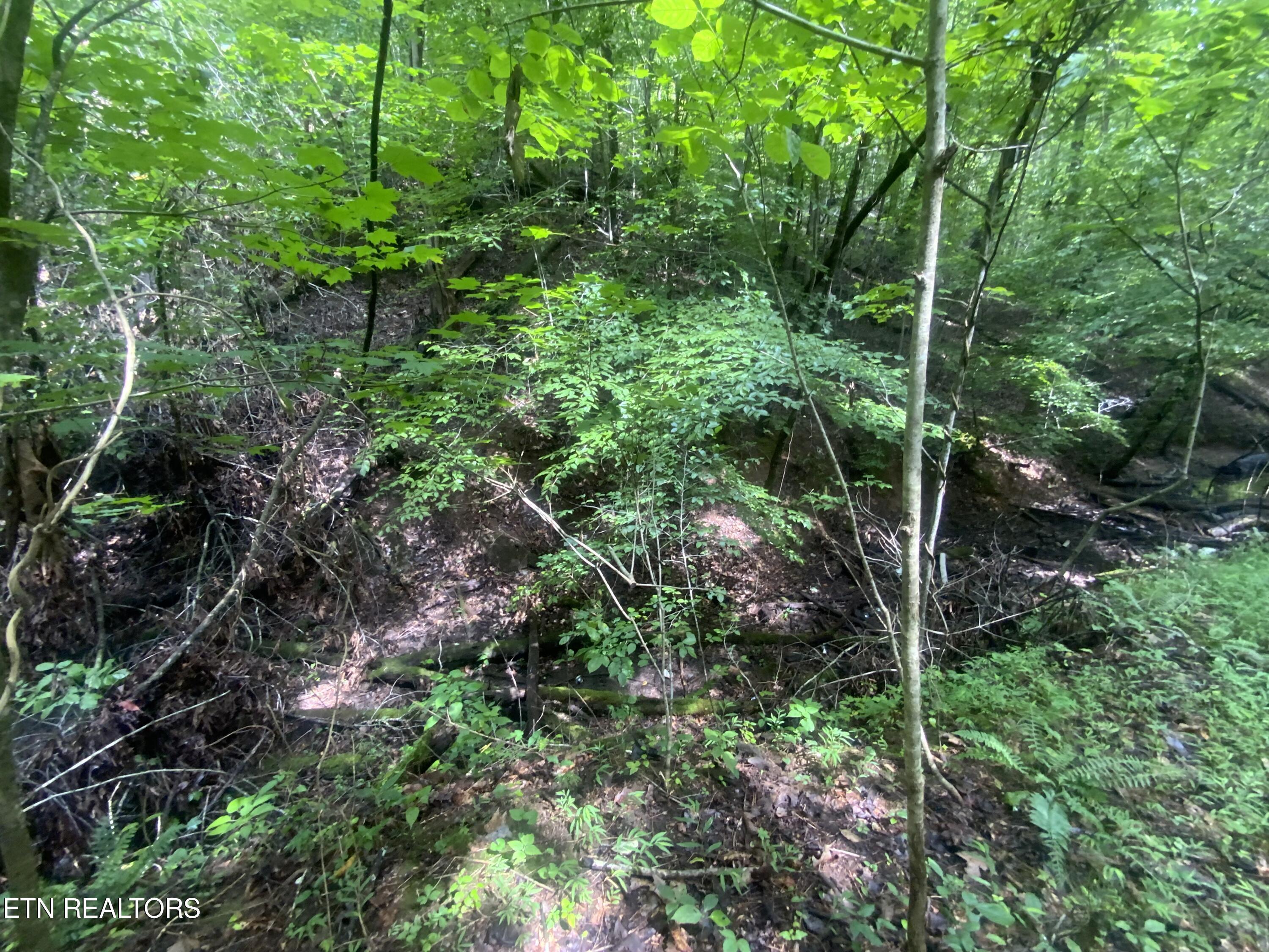 Lot 63 Hiwassee View Drive, Jacksboro, TN - Norris Lake Real Estate - Image# 3