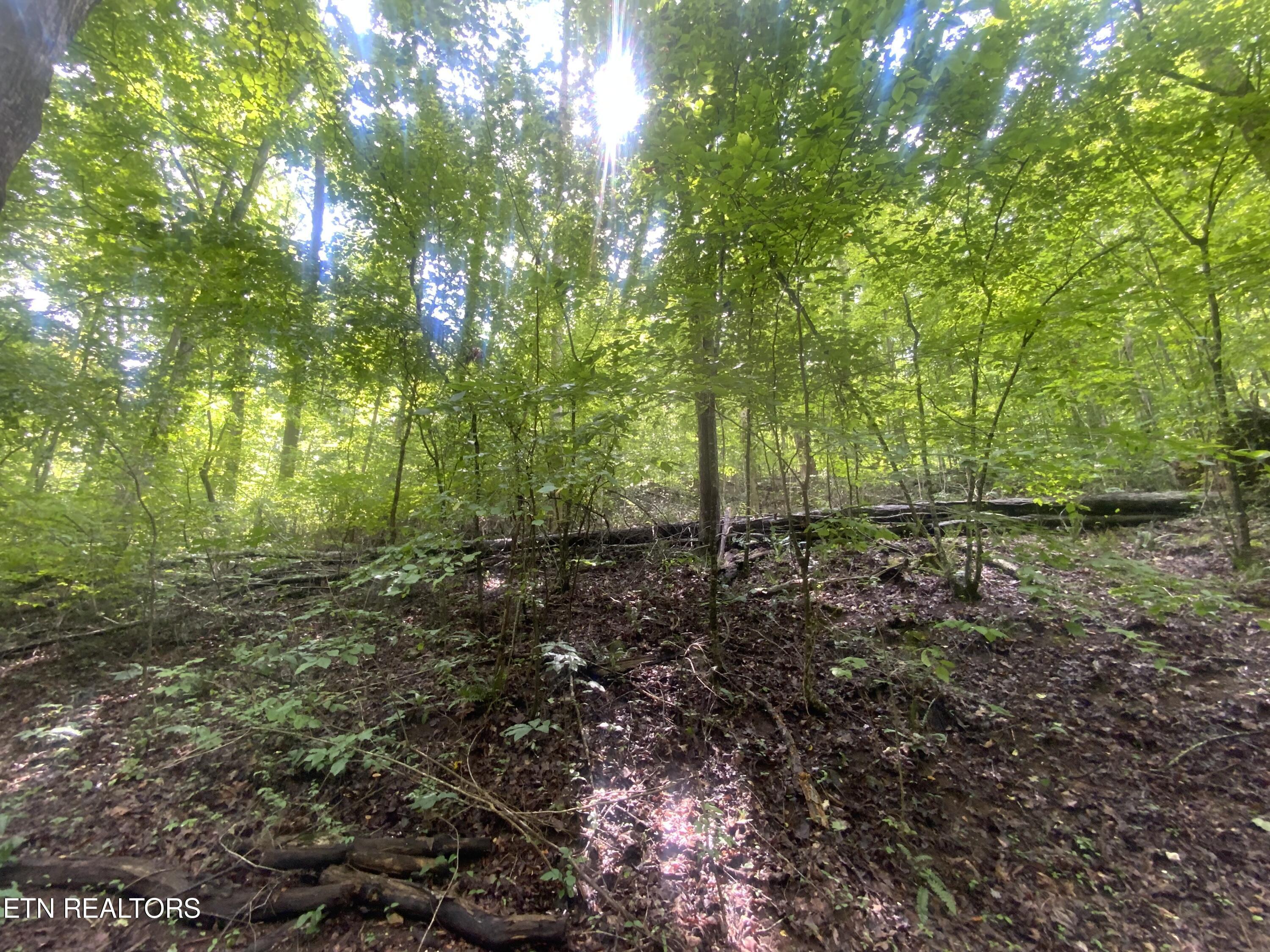 Lot 63 Hiwassee View Drive, Jacksboro, TN - Norris Lake Real Estate - Image# 6