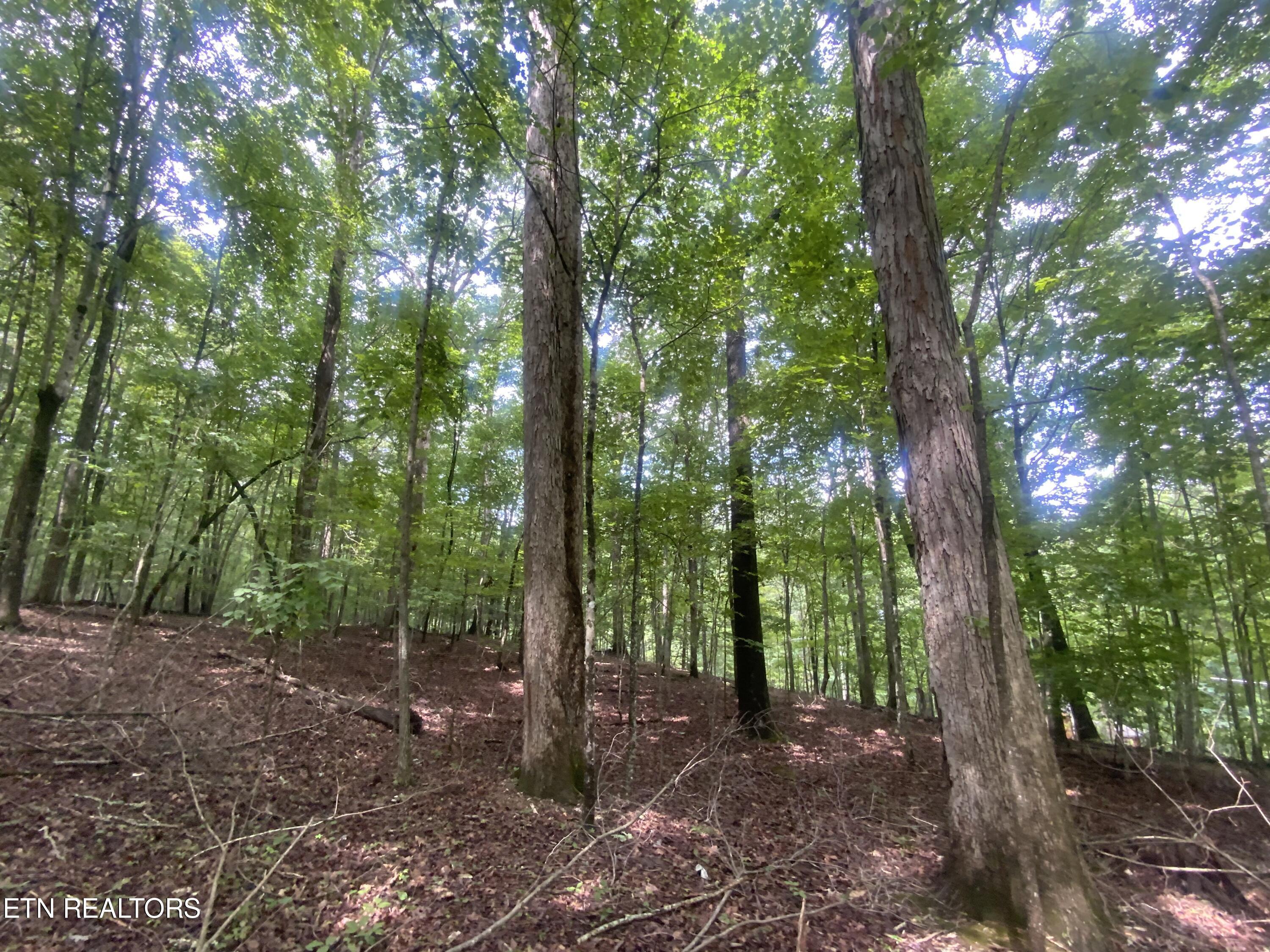 Lot 121 Hiwassee View Drive, Jacksboro, TN - Norris Lake Real Estate - Image# 5