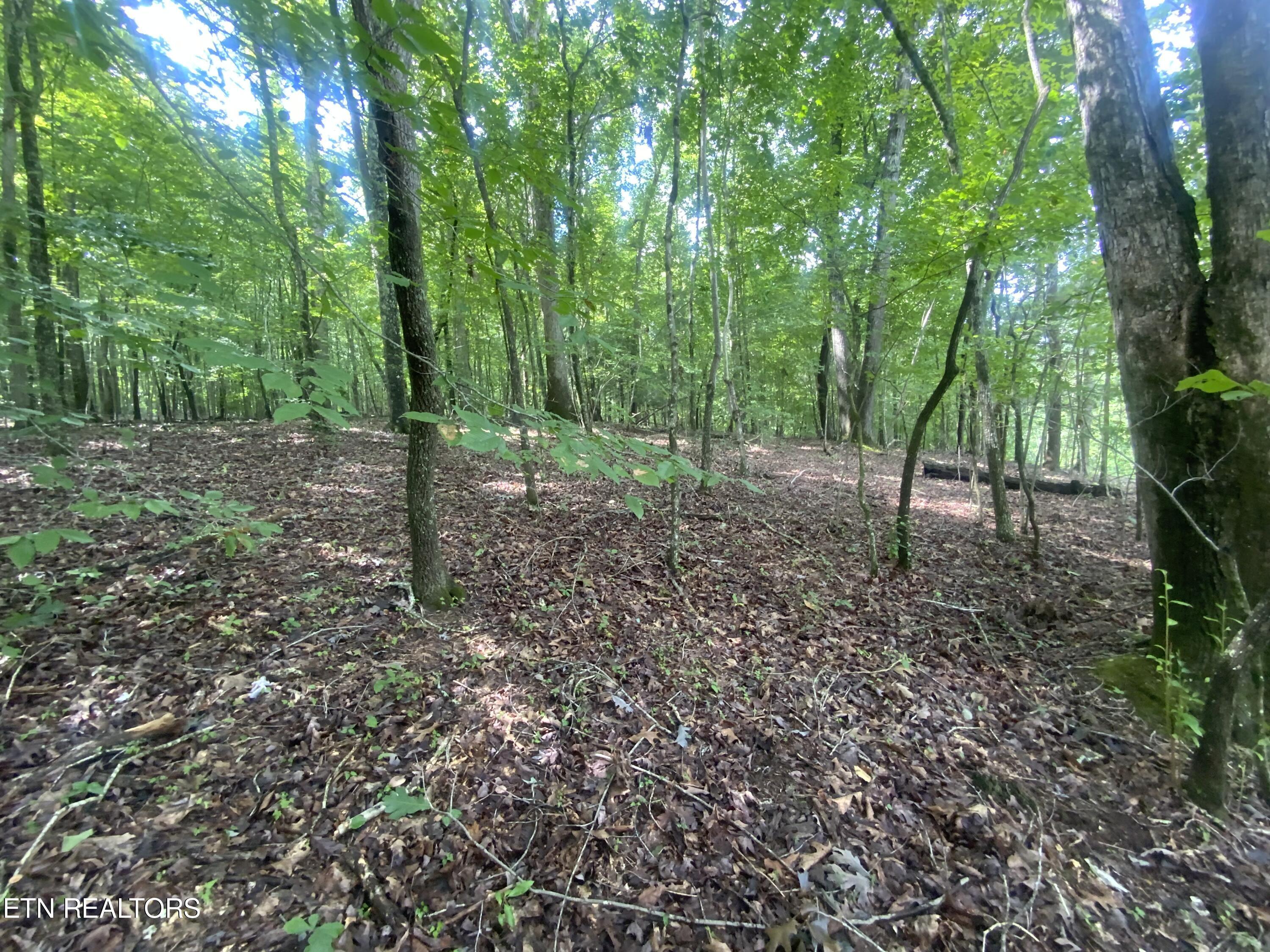 Lot 121 Hiwassee View Drive, Jacksboro, TN - Norris Lake Real Estate - Image# 8
