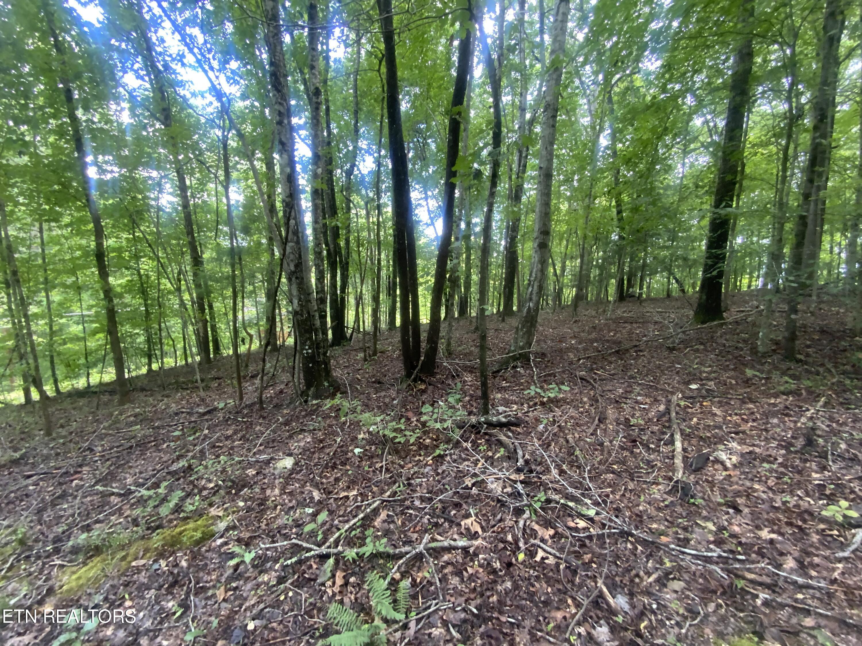 Lot 121 Hiwassee View Drive, Jacksboro, TN - Norris Lake Real Estate - Image# 11