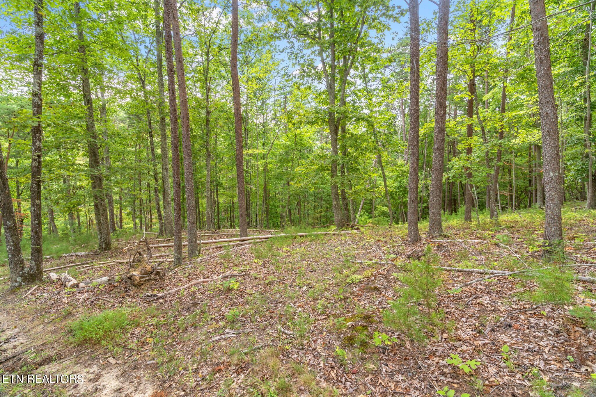 Norris Lake Real Estate - Image# 27
