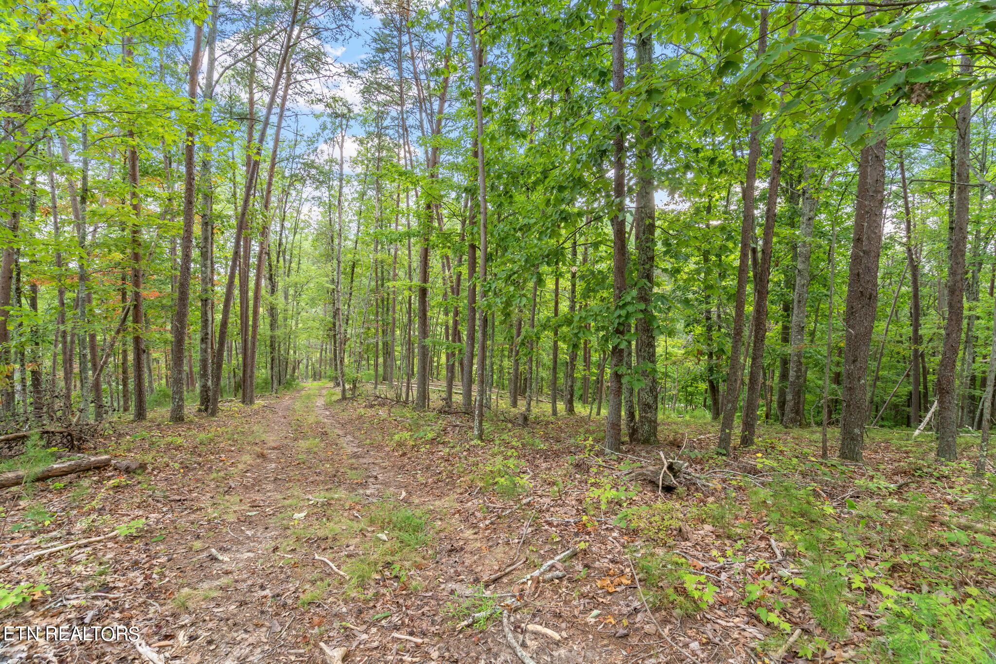 Norris Lake Real Estate - Image# 28