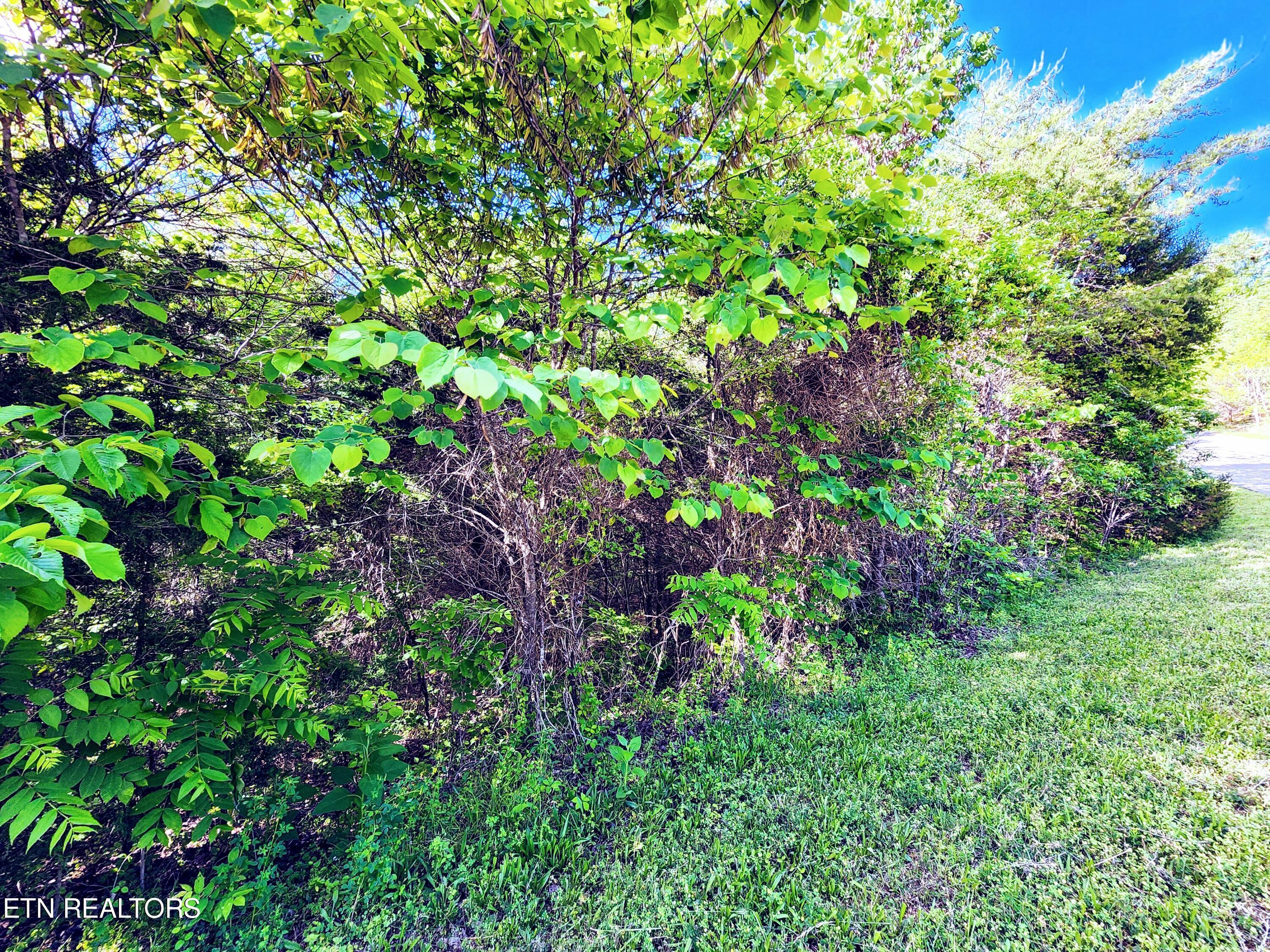 738 Bluegreen Way, Tazewell, TN - Norris Lake Real Estate - Image# 35