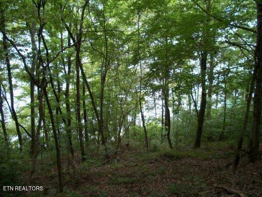 Norris Lake Real Estate - Image# 7