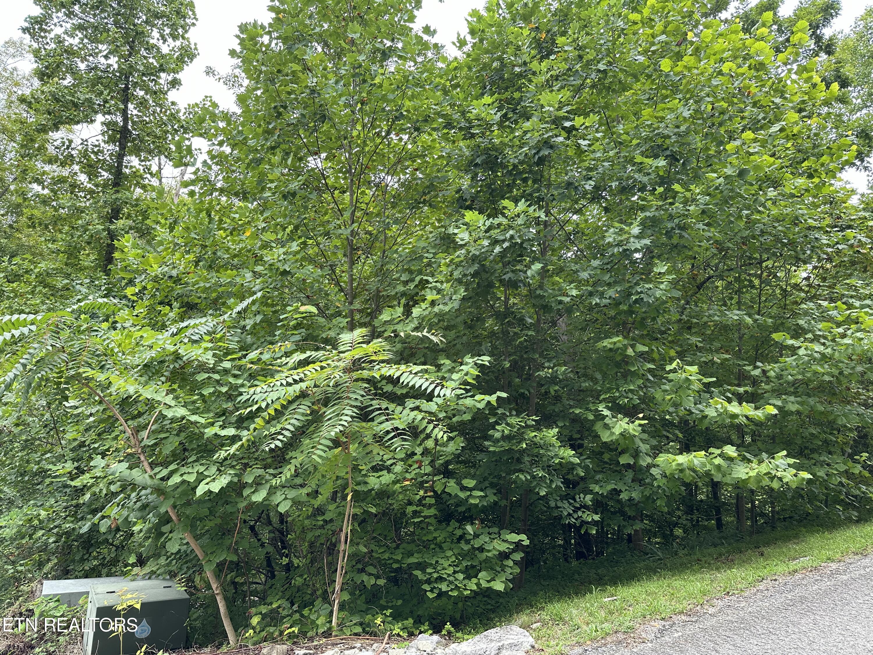lot 21 Ridge Rd, Caryville, TN - Norris Lake Real Estate - Image# 3