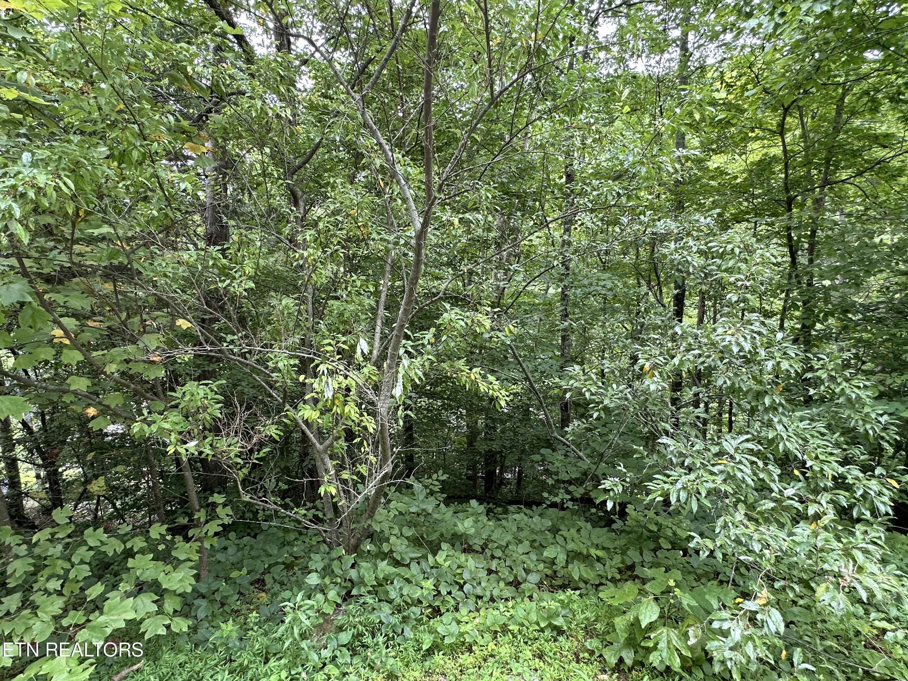 lot 21 Ridge Rd, Caryville, TN - Norris Lake Real Estate - Image# 8