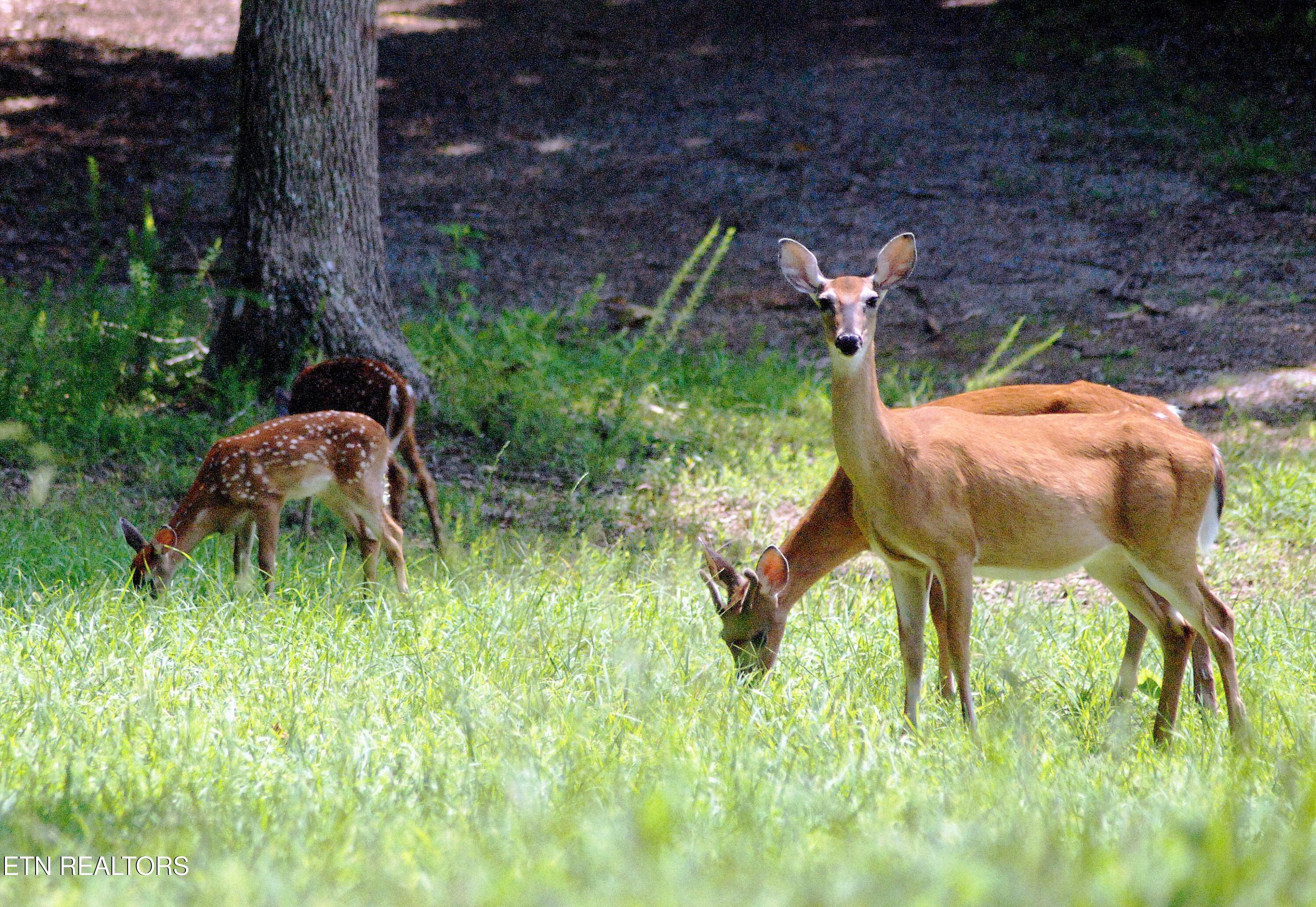 Little Buck Lane, Lafollette, TN - Norris Lake Real Estate - Image# 6