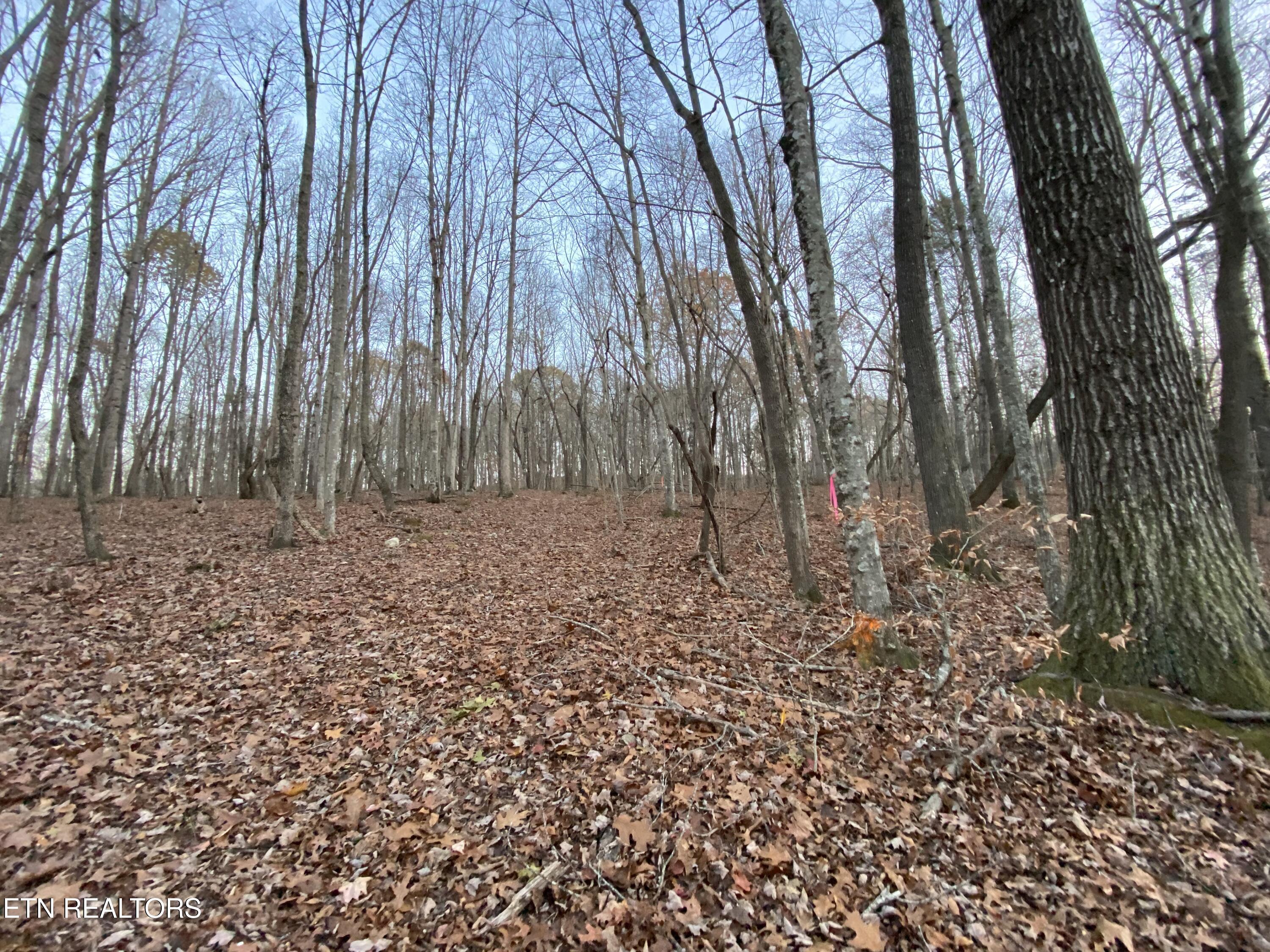 1.01ac Hiwassee View Drive, Jacksboro, TN - Norris Lake Real Estate - Image# 5