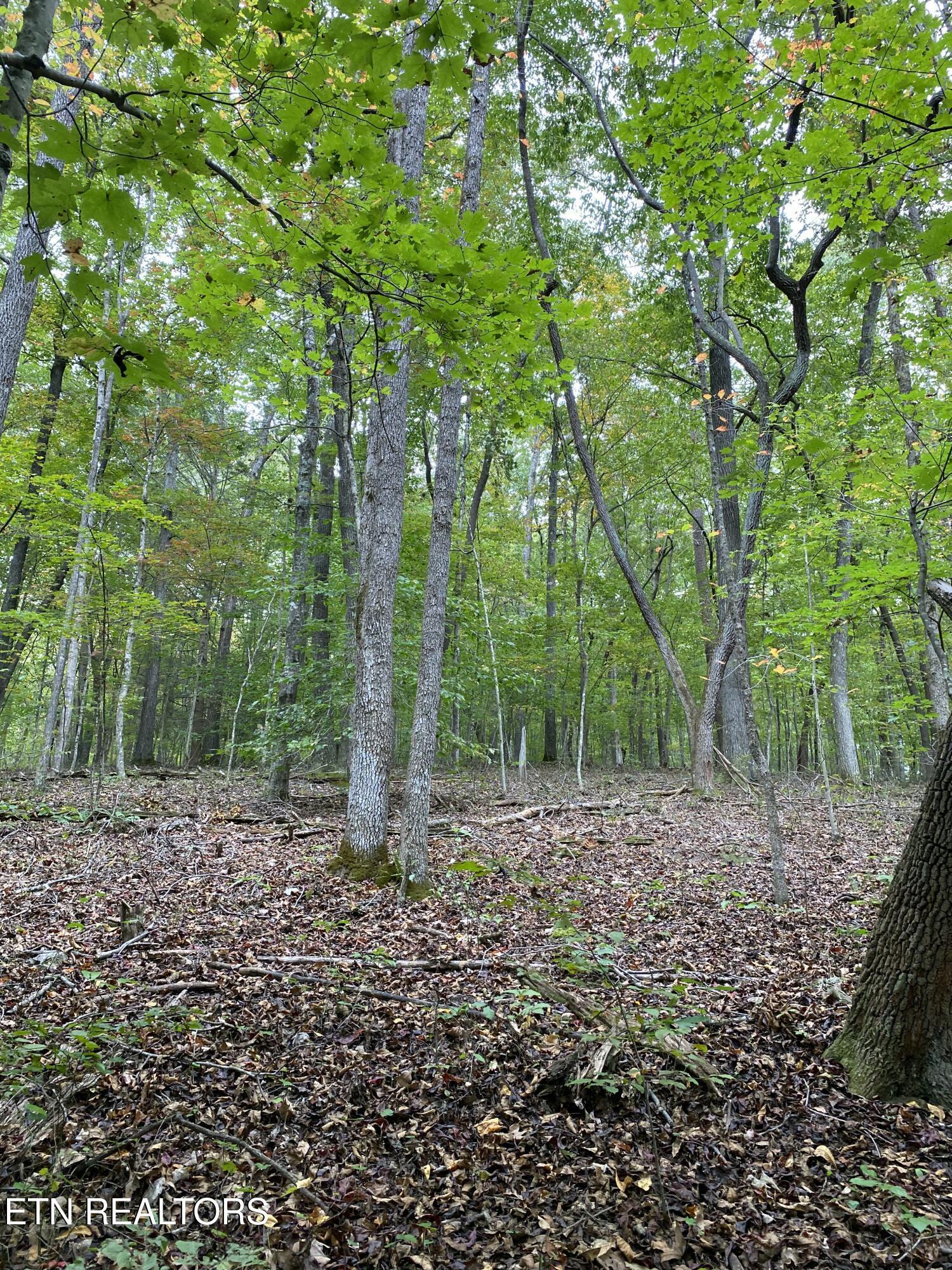1.01ac Hiwassee View Drive, Jacksboro, TN - Norris Lake Real Estate - Image# 9
