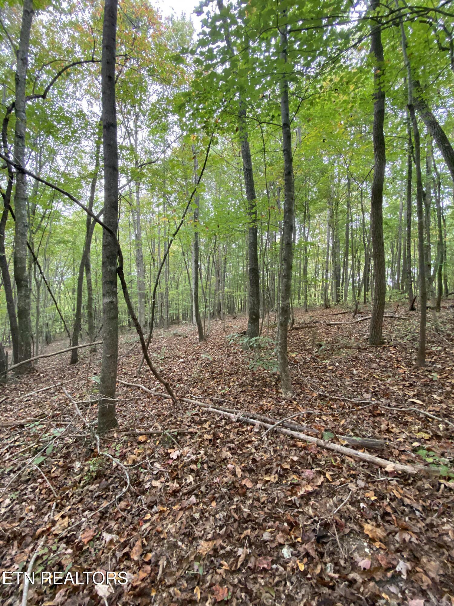 1.01ac Hiwassee View Drive, Jacksboro, TN - Norris Lake Real Estate - Image# 11