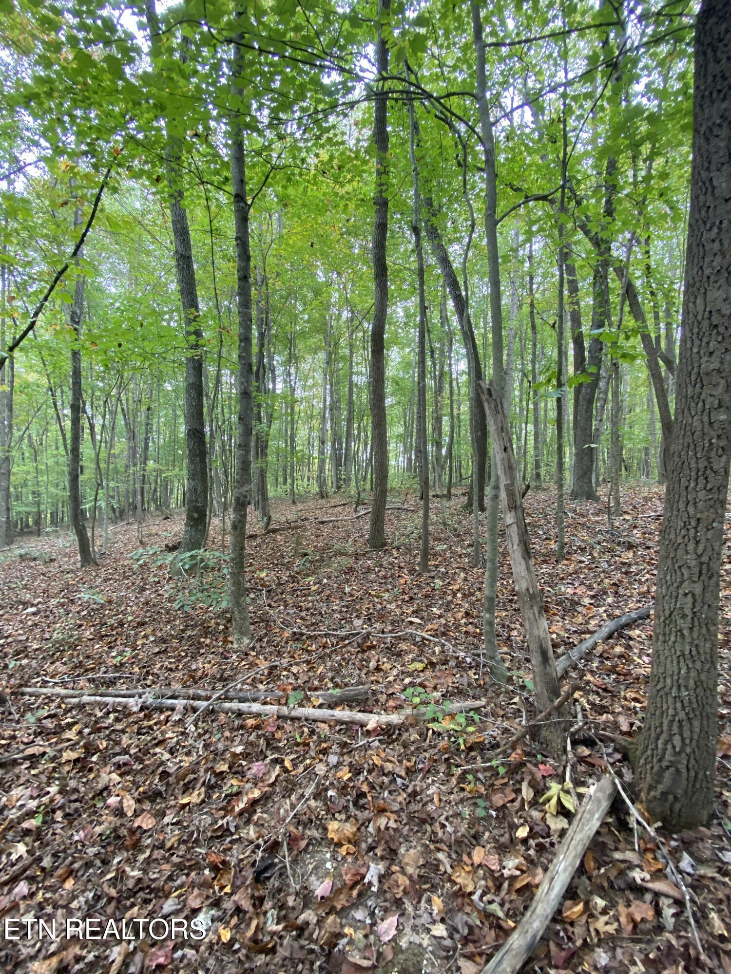 1.01ac Hiwassee View Drive, Jacksboro, TN - Norris Lake Real Estate - Image# 12
