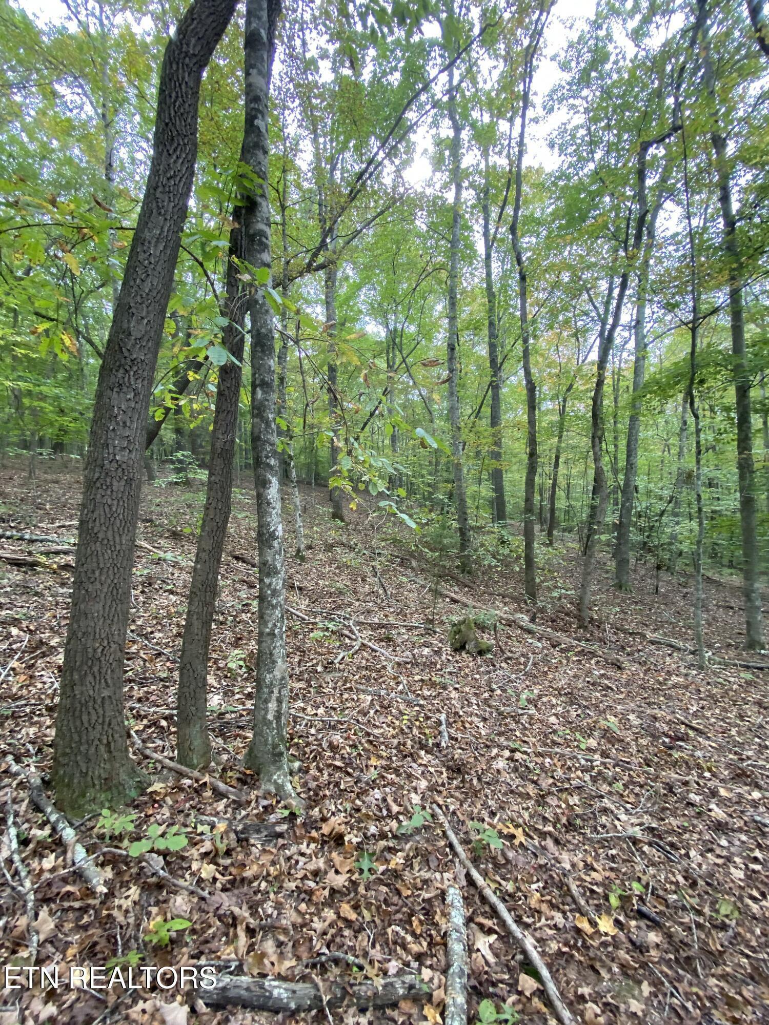 1.01ac Hiwassee View Drive, Jacksboro, TN - Norris Lake Real Estate - Image# 13