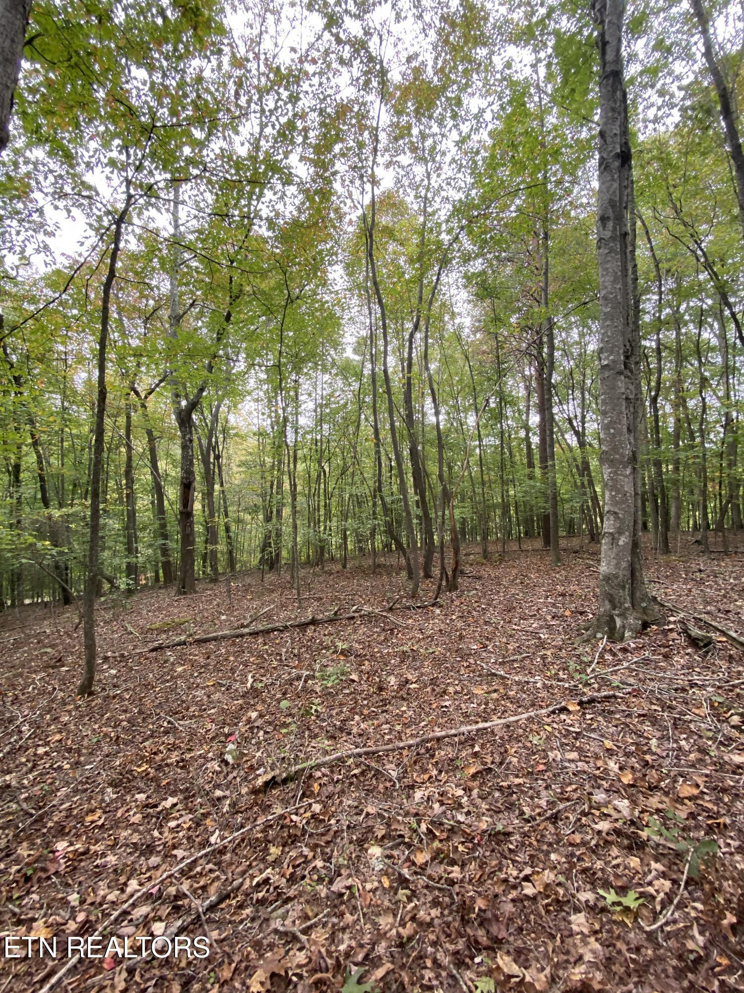 1.01ac Hiwassee View Drive, Jacksboro, TN - Norris Lake Real Estate - Image# 15