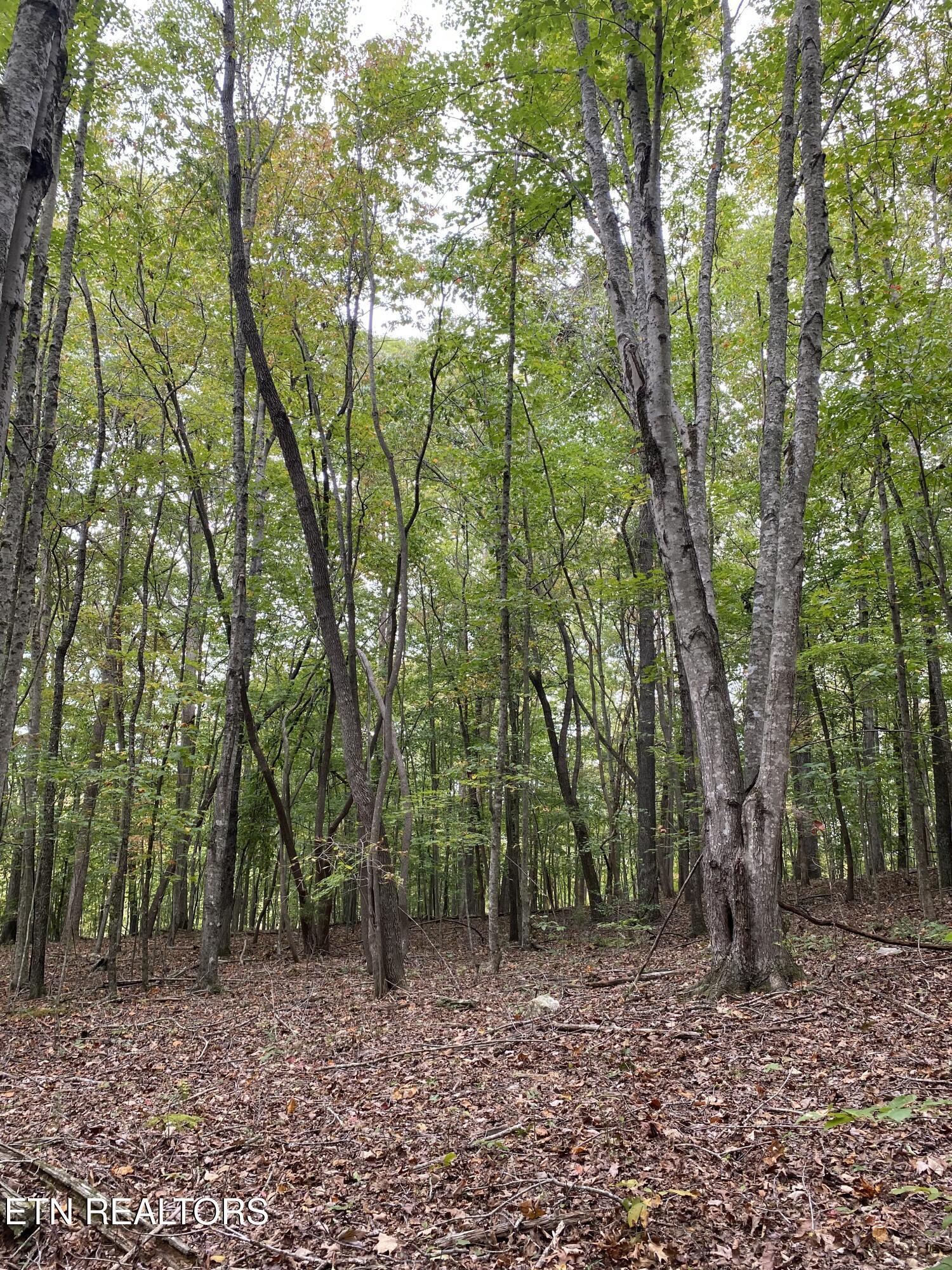 1.01ac Hiwassee View Drive, Jacksboro, TN - Norris Lake Real Estate - Image# 17