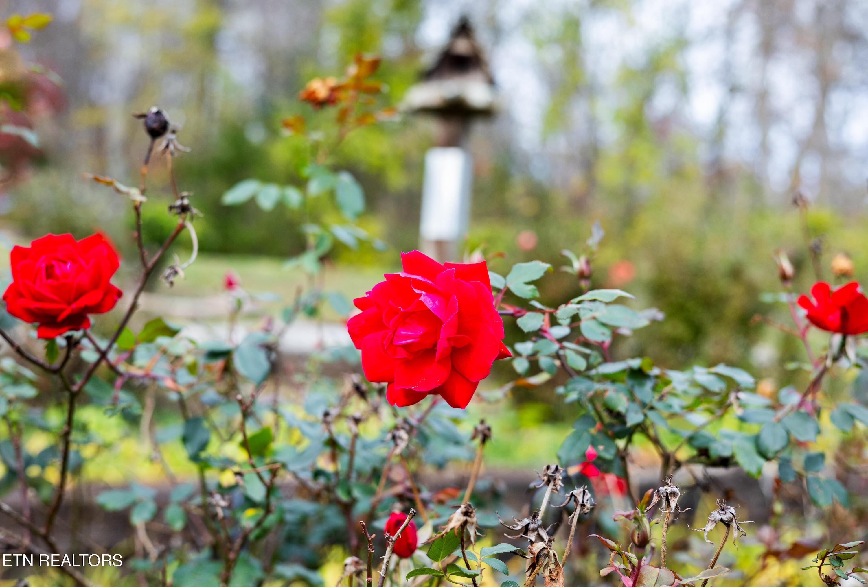 Norris Lake Real Estate - Image# 45