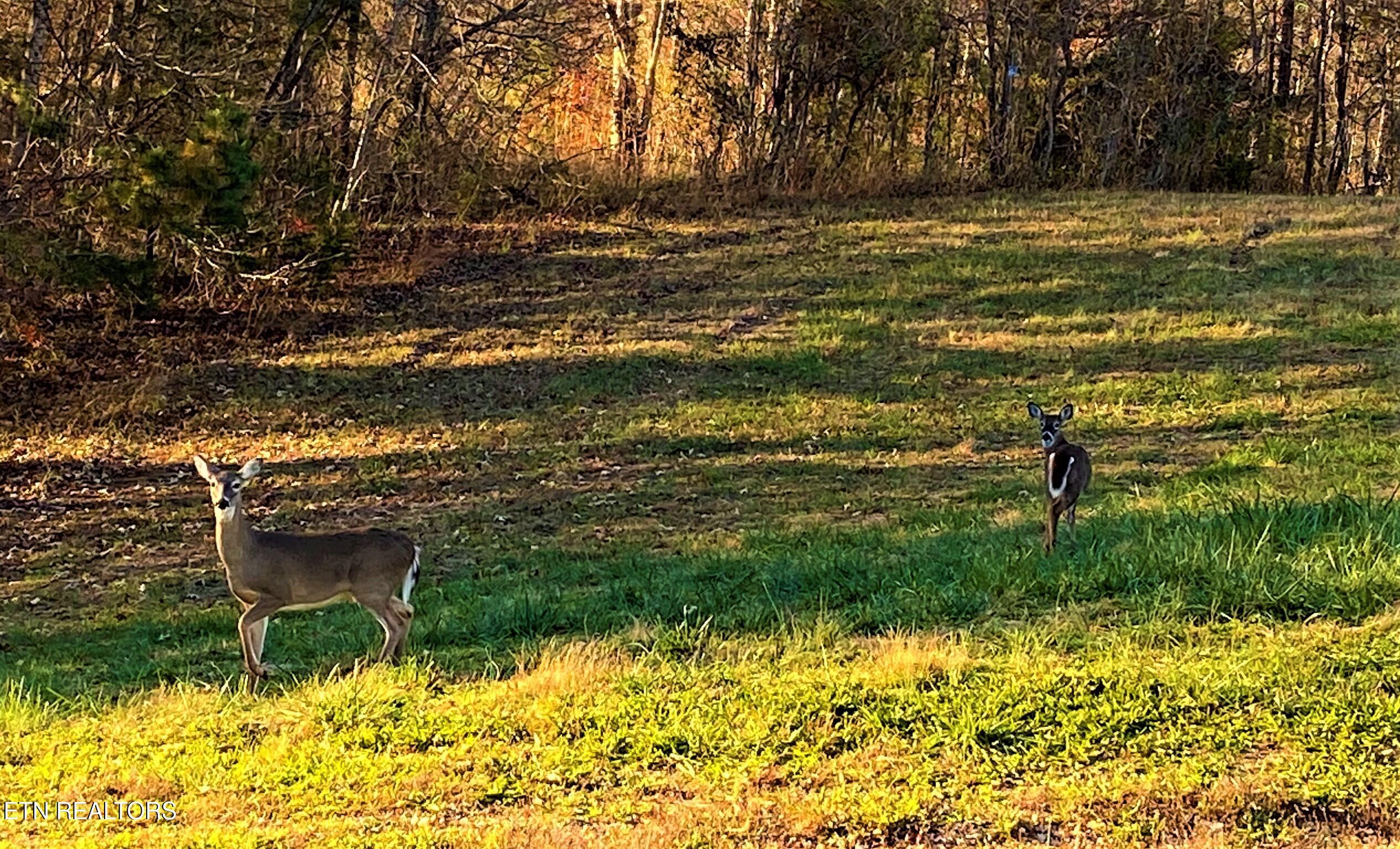 Lot 147 Saddle Ridge Drive, Speedwell, TN - Norris Lake Real Estate - Image# 31