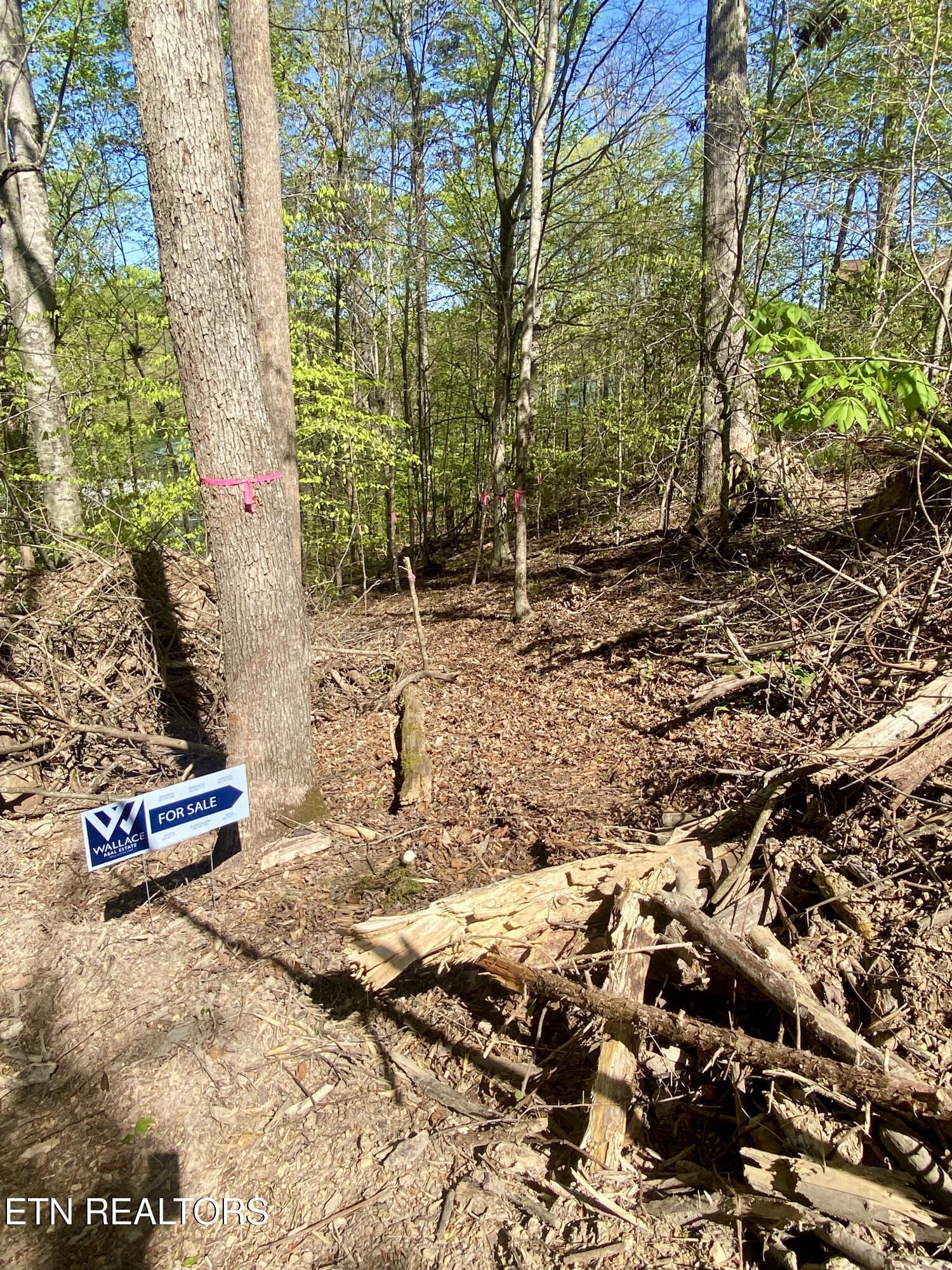Norris Lake Real Estate - Image# 6
