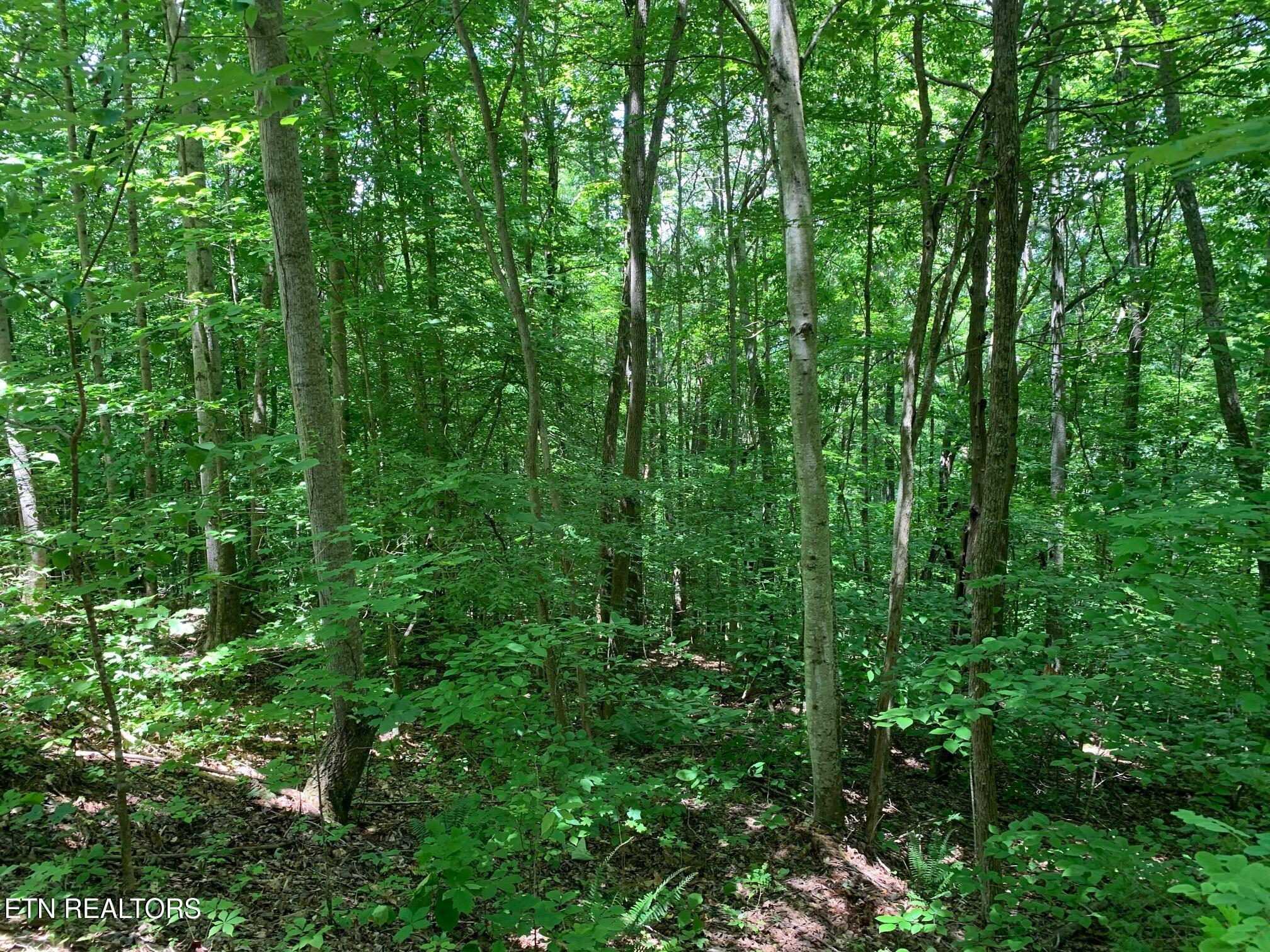 S Cove Rd, Maynardville, TN - Norris Lake Real Estate - Image# 5