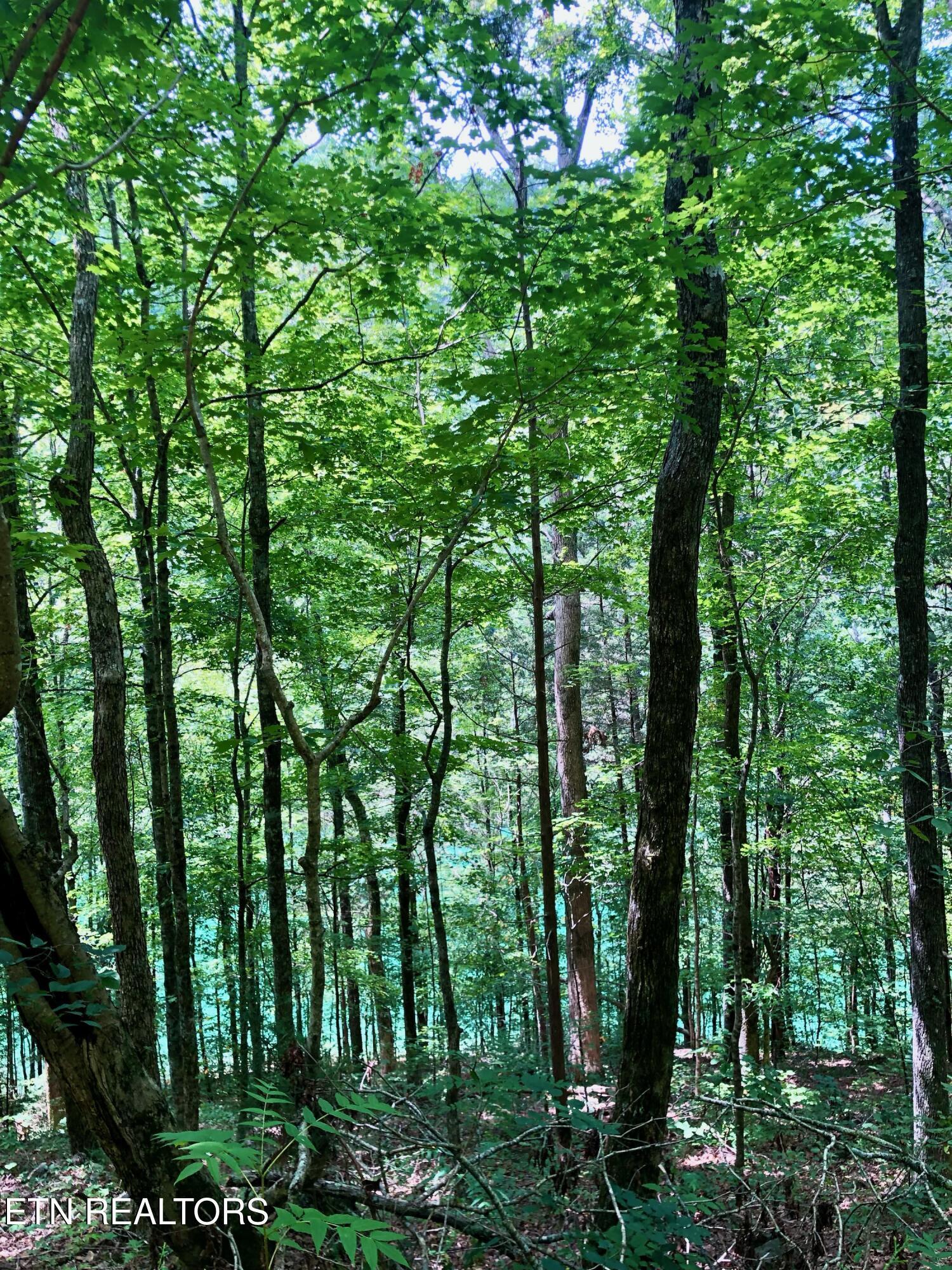 River Ridge Road Tract 2, Maynardville, TN - Norris Lake Real Estate - Image# 2