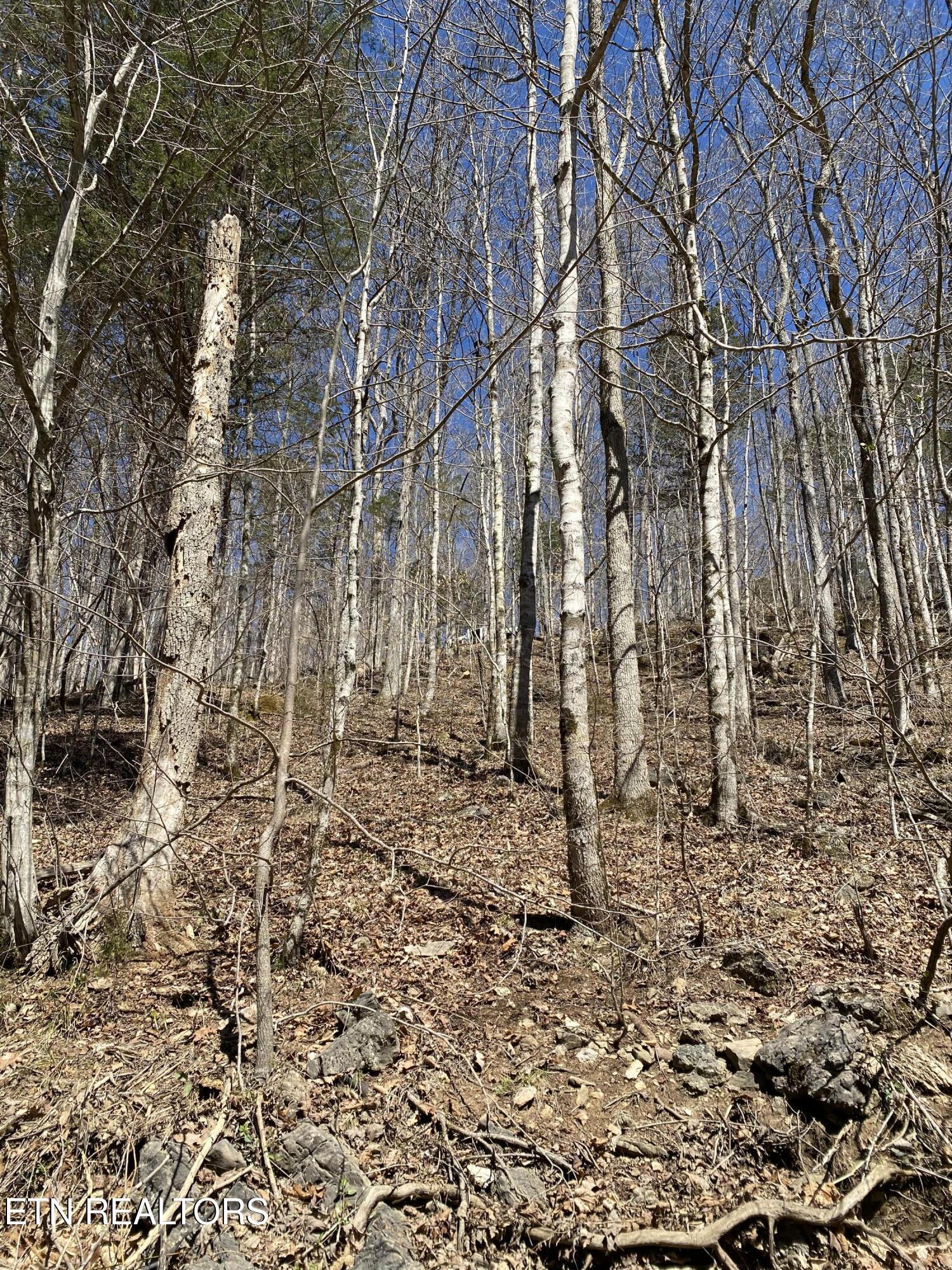 River Ridge Road Tract 2, Maynardville, TN - Norris Lake Real Estate - Image# 3