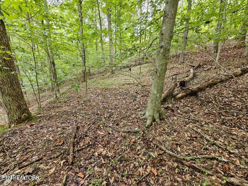 Windsor Lane, Jacksboro, TN - Norris Lake Real Estate - Image# 13