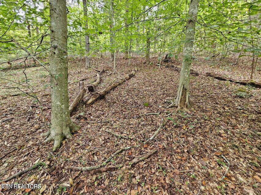 Windsor Lane, Jacksboro, TN - Norris Lake Real Estate - Image# 2