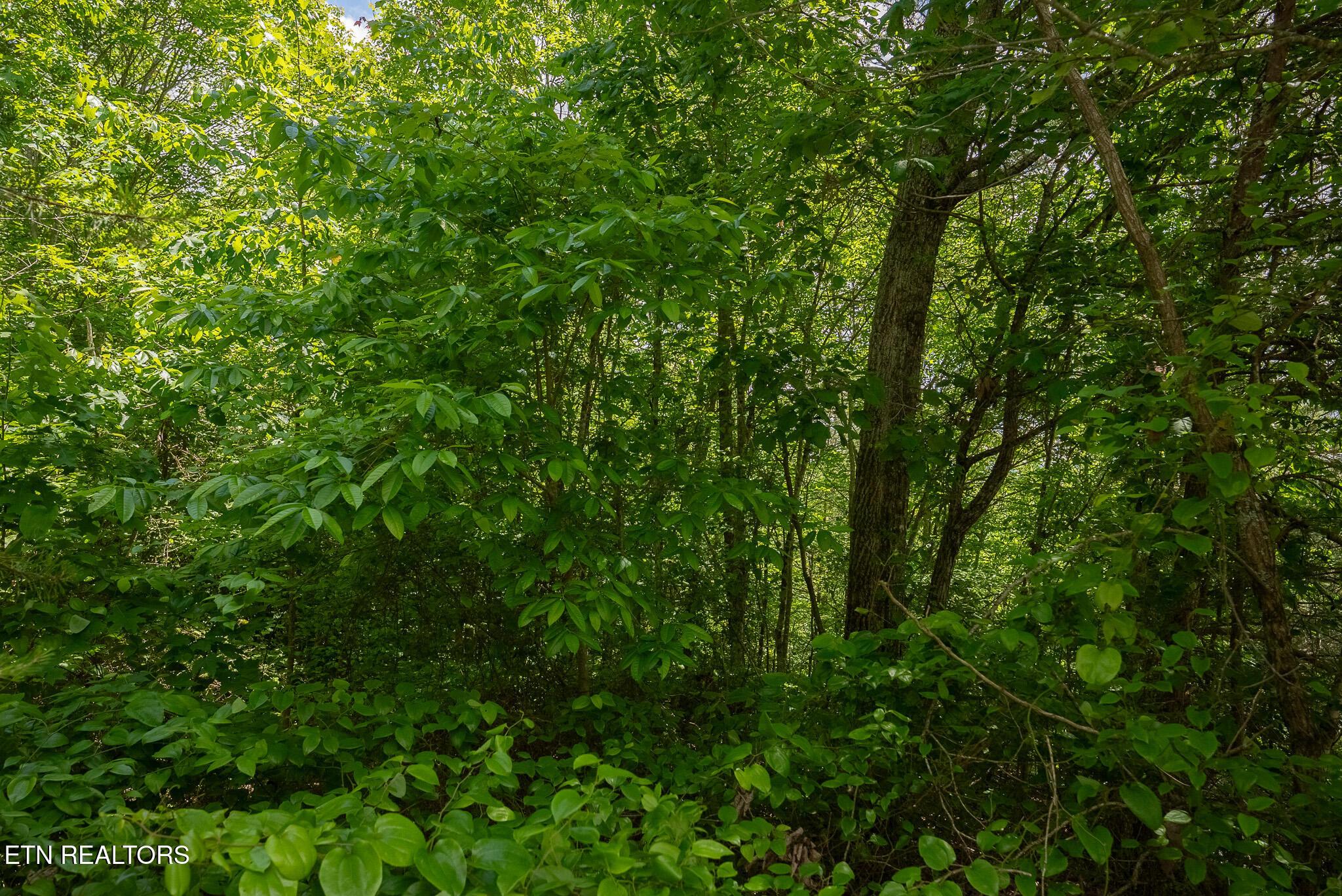 Norris Lake Real Estate - Image# 21