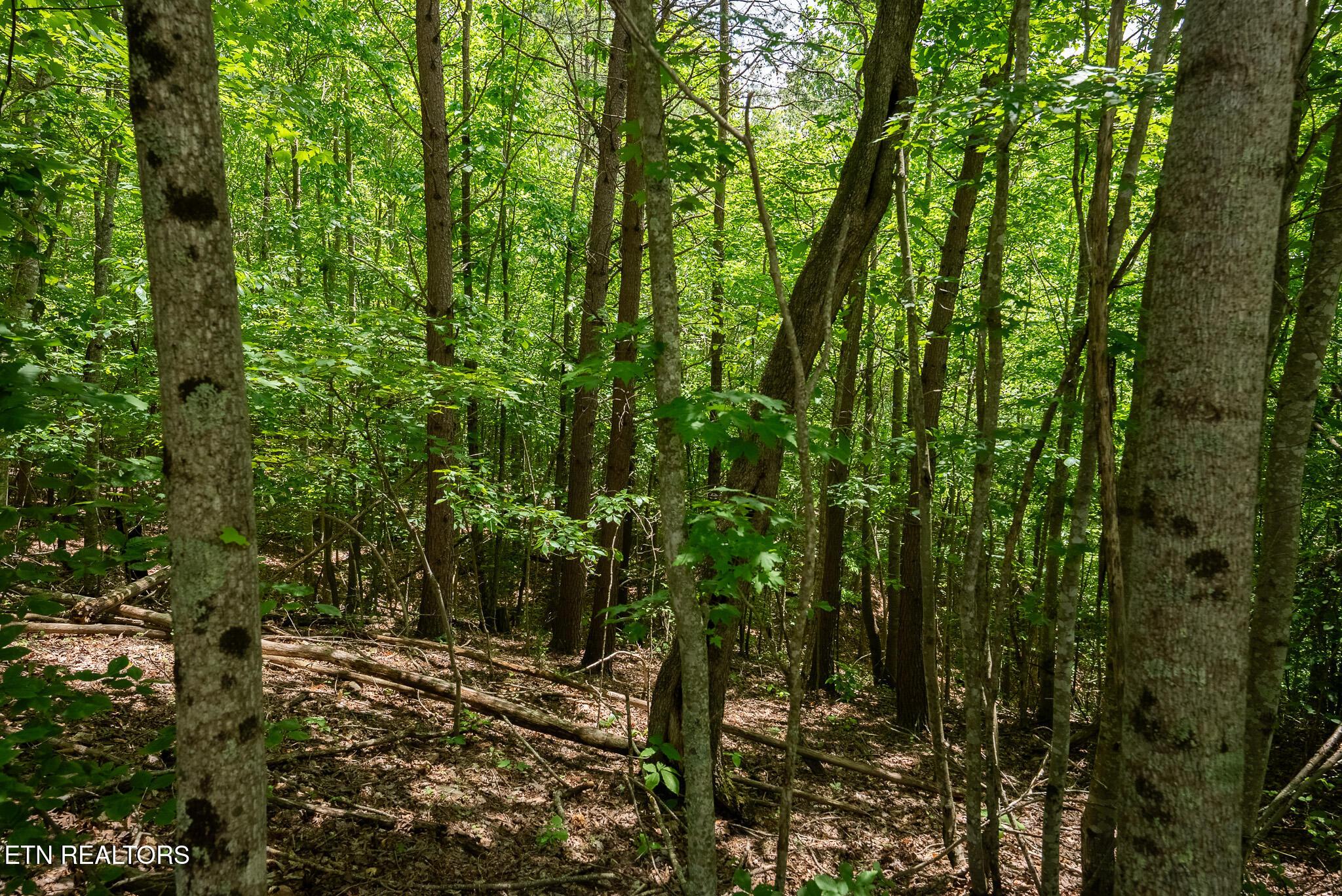 Norris Lake Real Estate - Image# 22