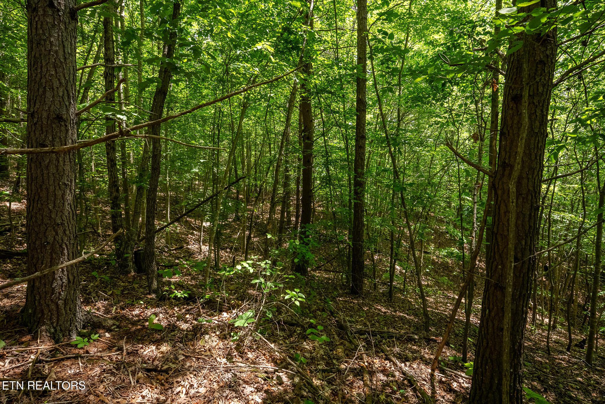Norris Lake Real Estate - Image# 23