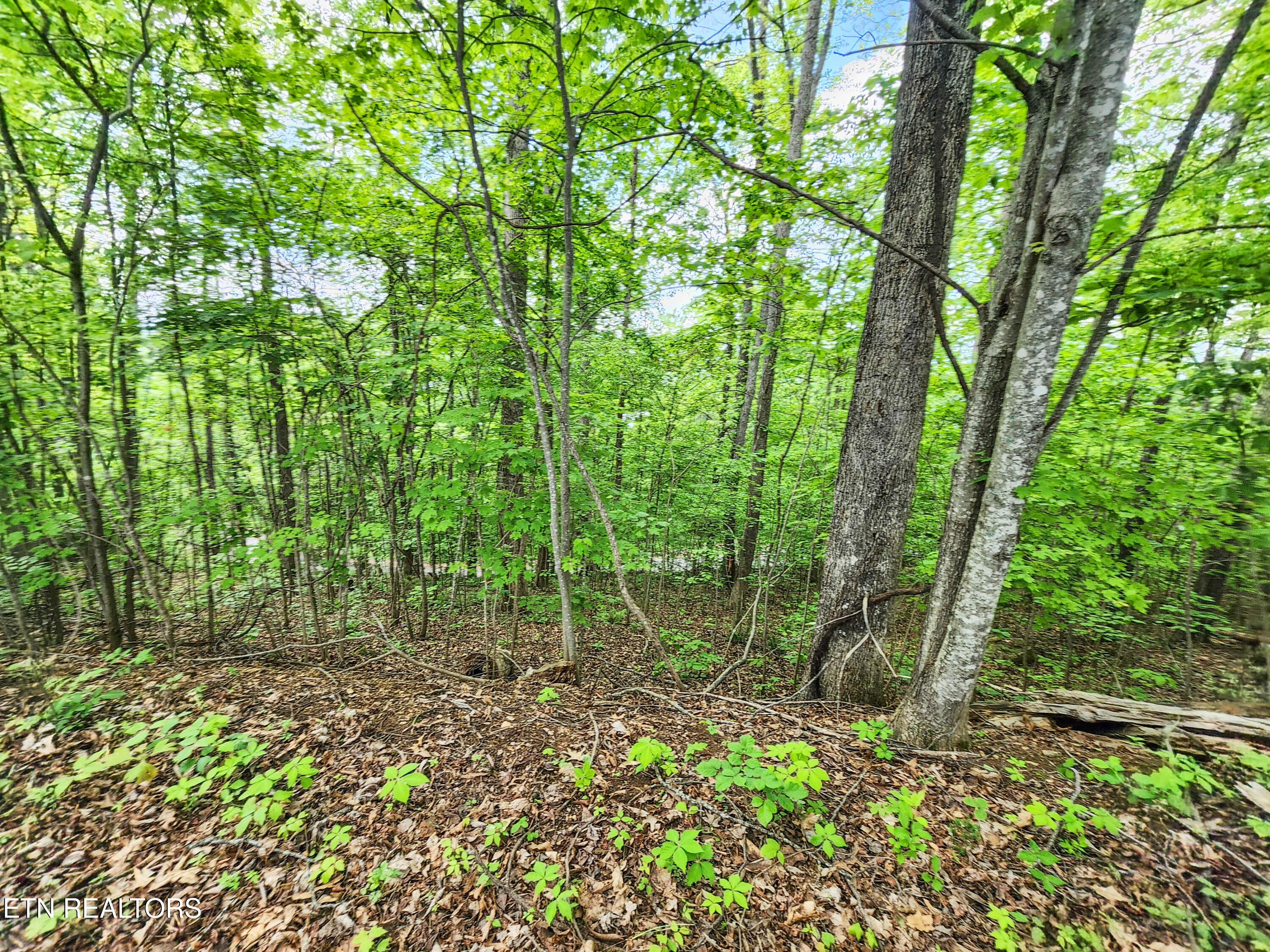 Norris Lake Real Estate - Image# 2