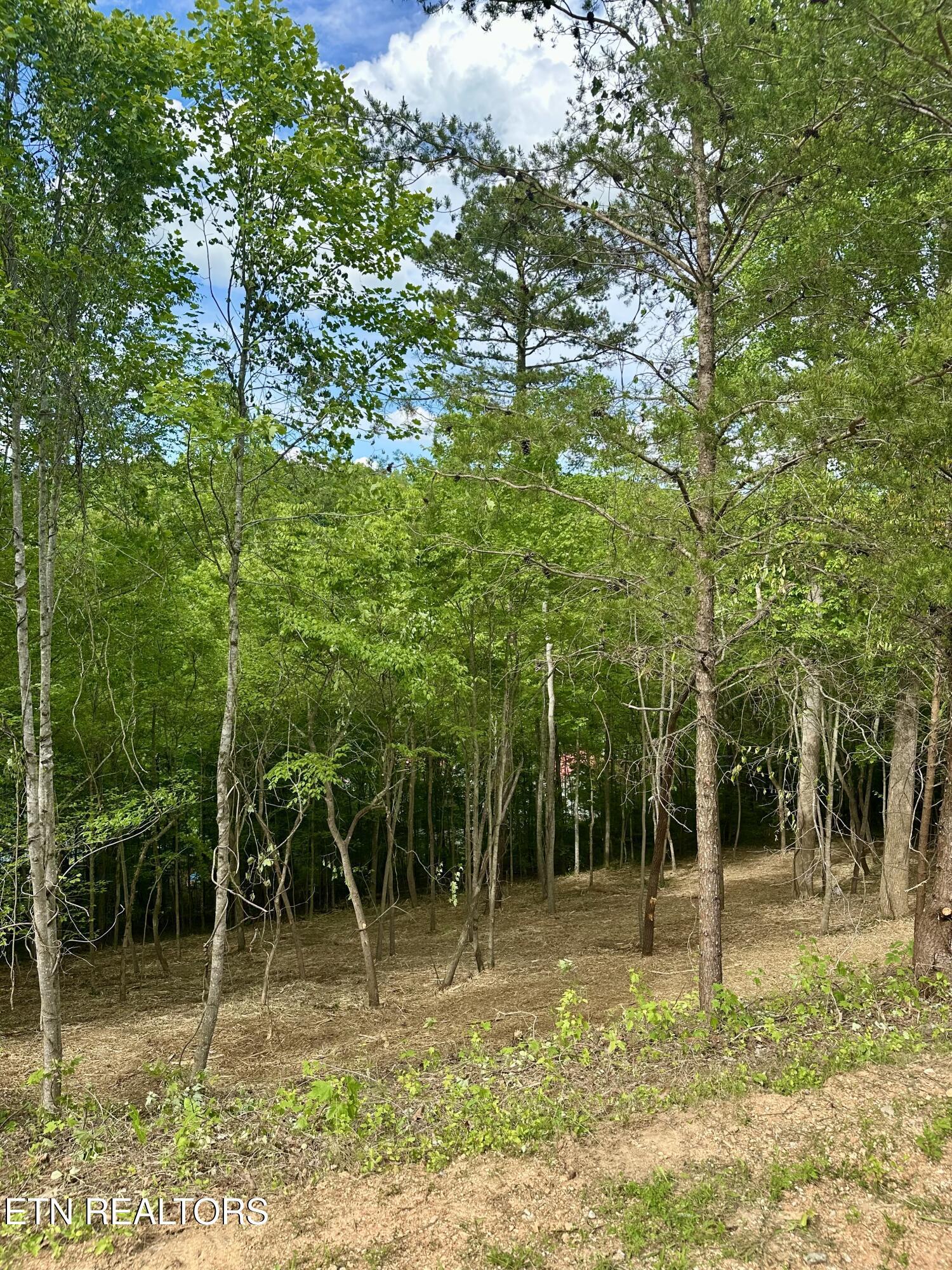 Norris Lake Real Estate - Image# 12
